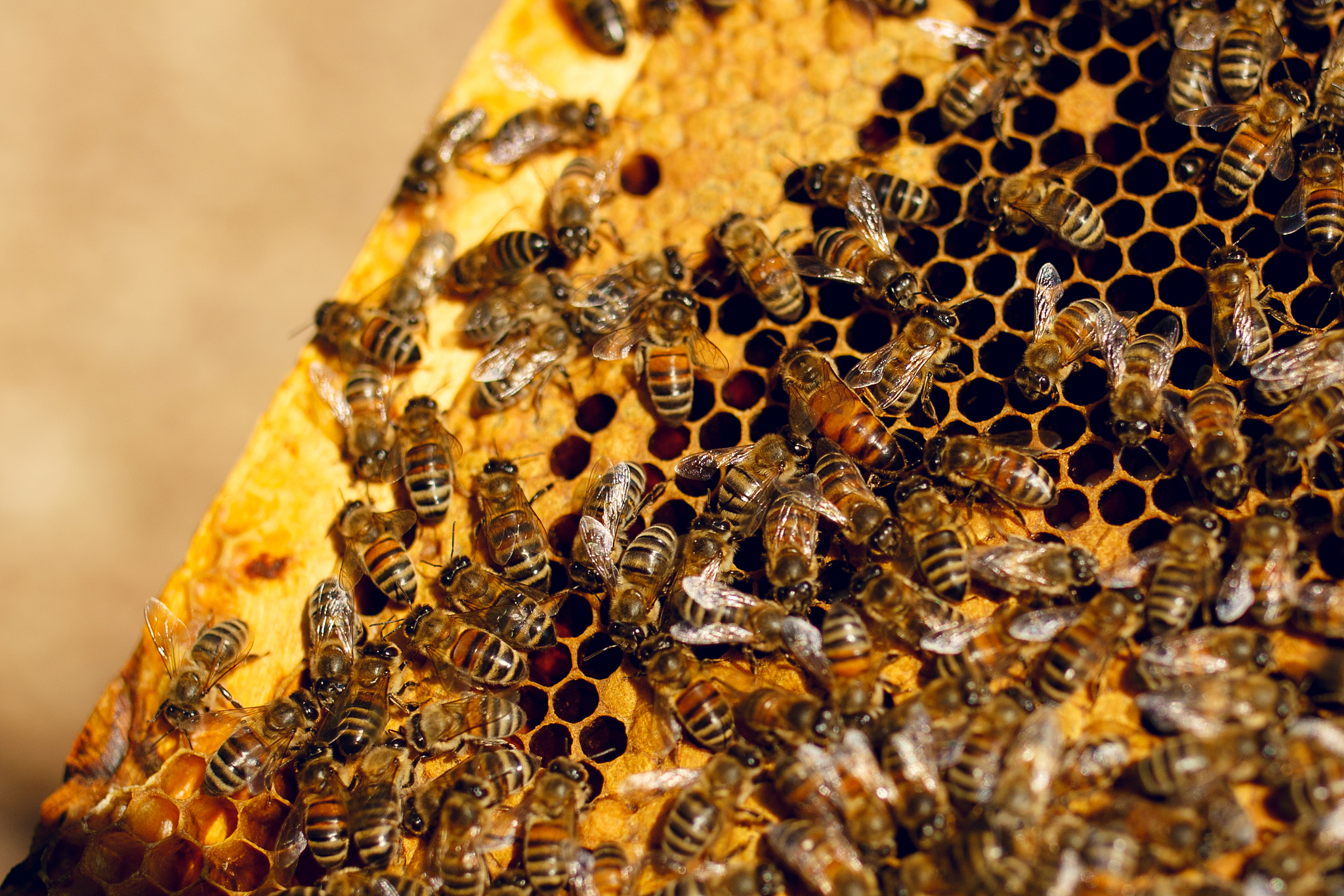 为智能蜂箱起一个高级的互联网加比赛名称