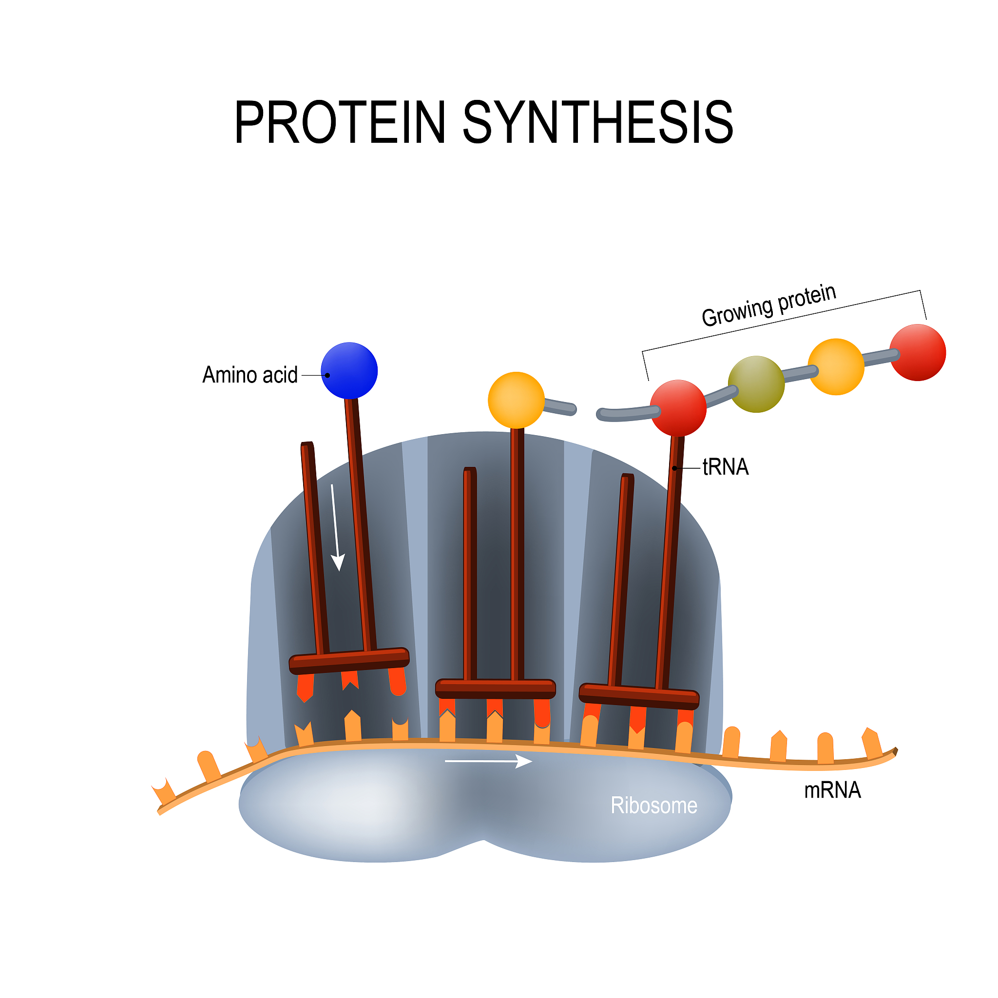 Post-adsorption Method: A Simple and Effective Approach for Heteroatom Doping in Carbon Materials