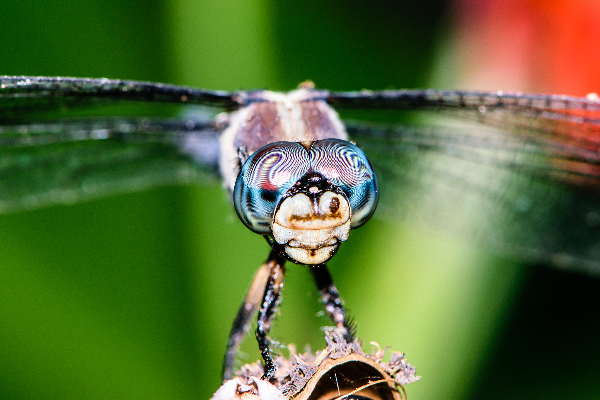 dragonfly eyes close up