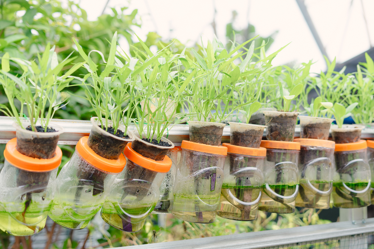 空心菜生长实验探究：光照条件影响