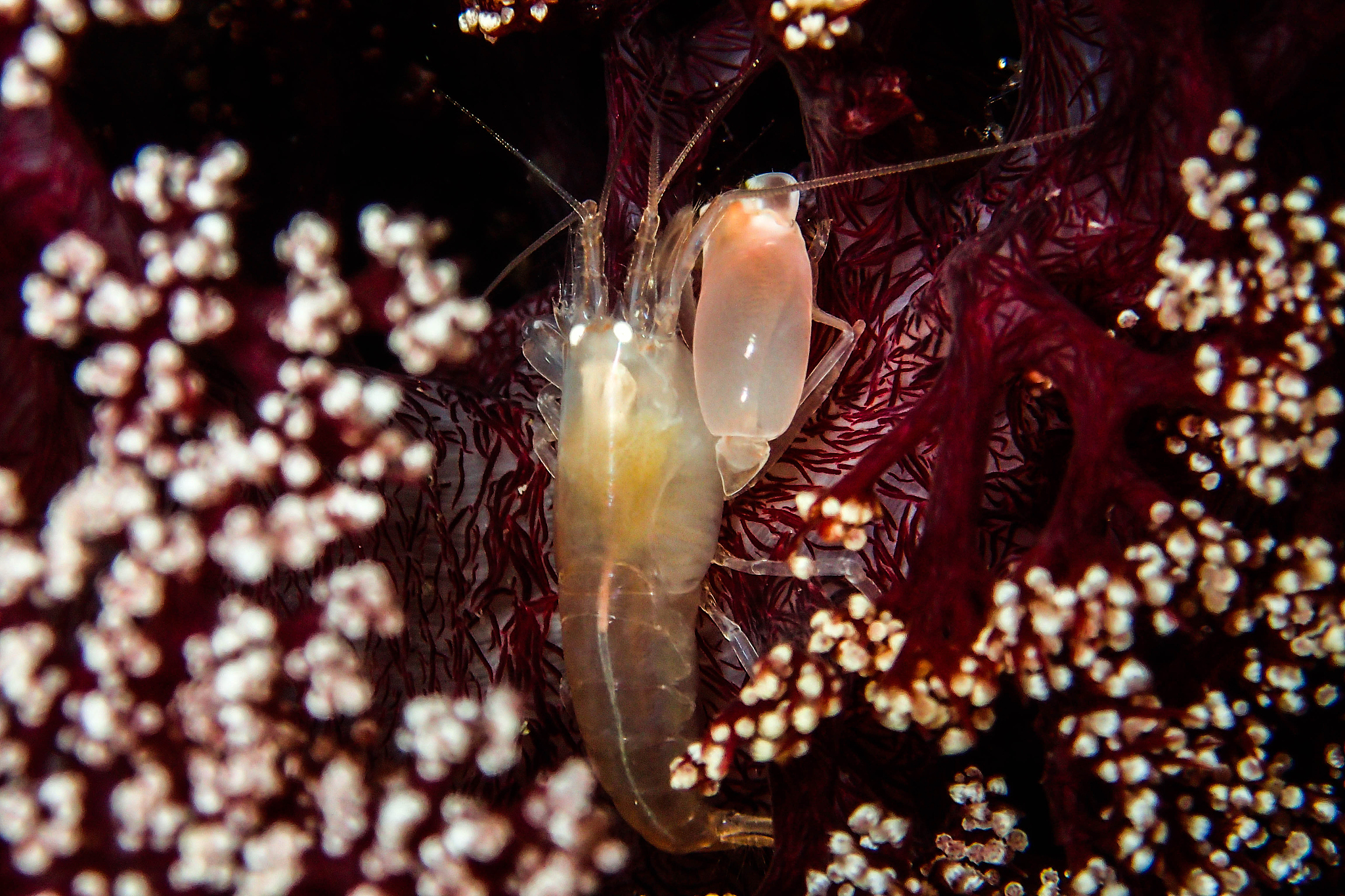 猎雷潜水员搜索水雷的环形搜索方法