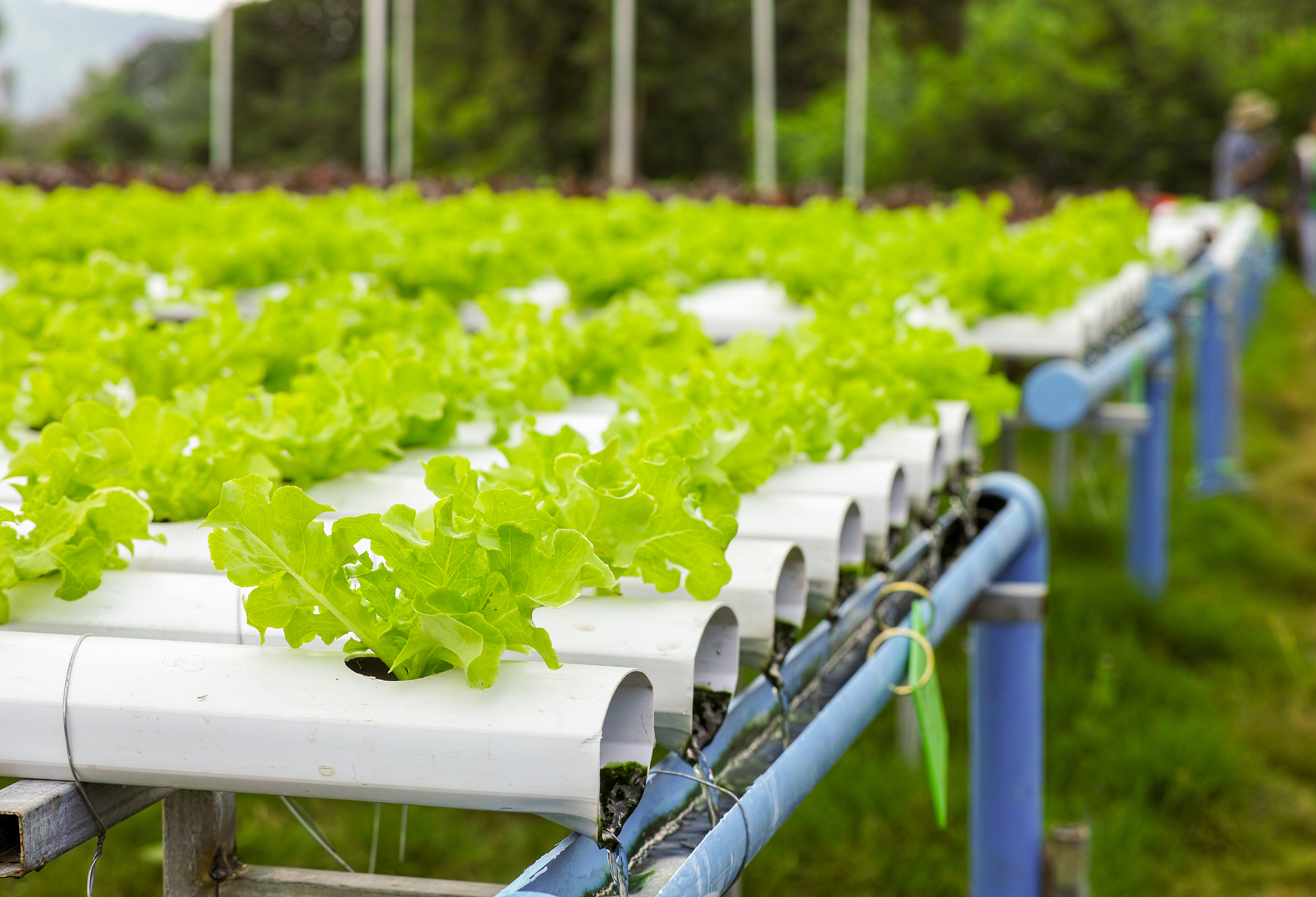 都江堰市职业中学园林技术专业课程设置有哪些