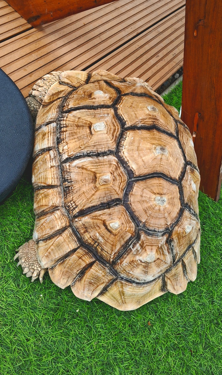 centrochelys<strong>龟</strong>壳的图案
