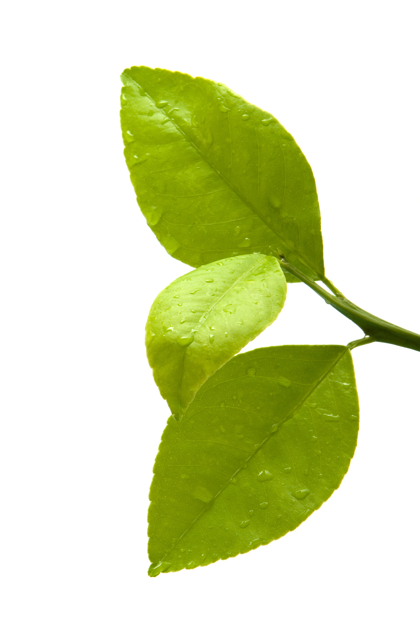 初中劳动教育案例包括活动背景 活动目标 活动准备 活动过程 活动反思