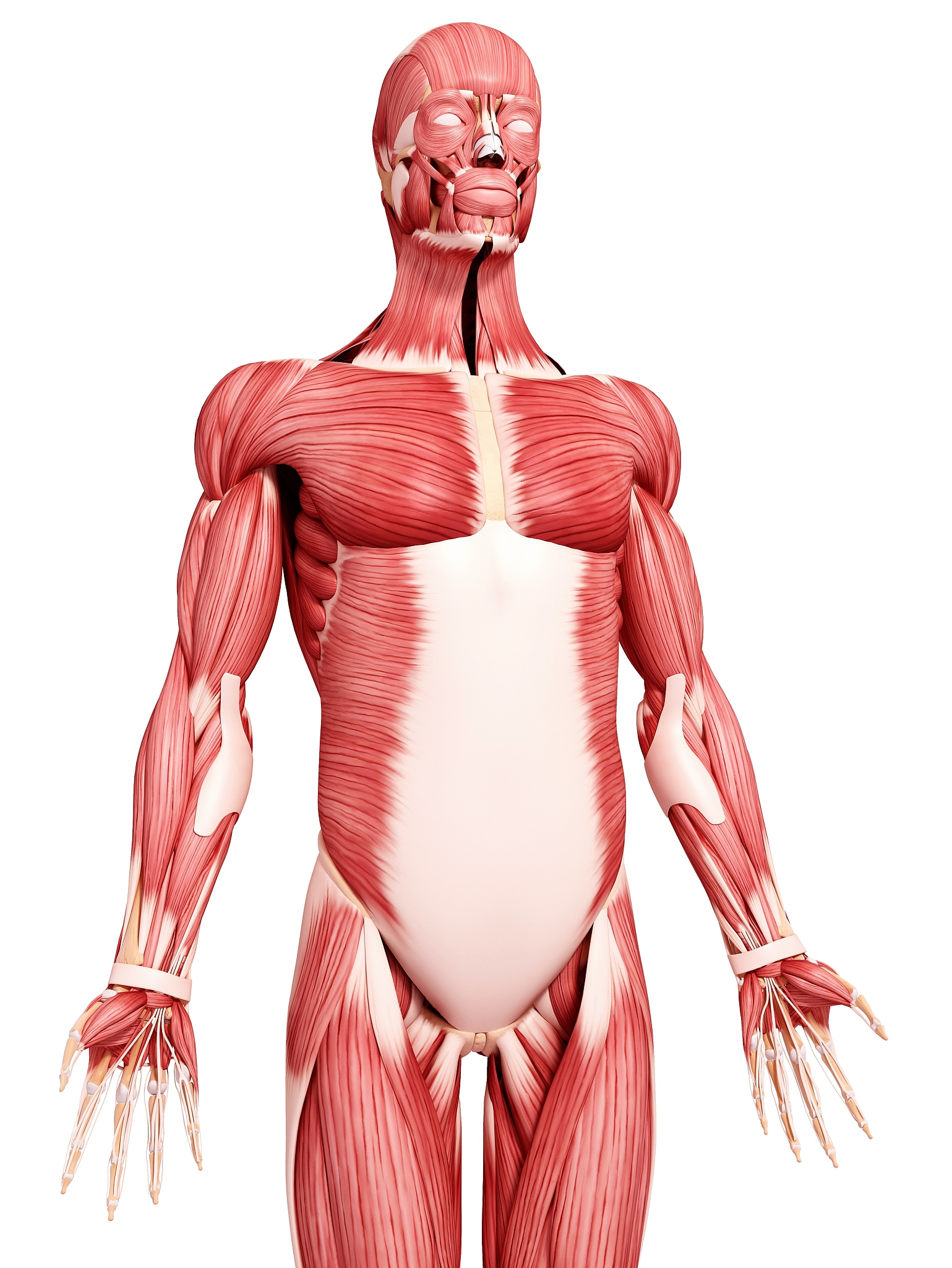 艺用解剖学每日总结：人体肌肉分类