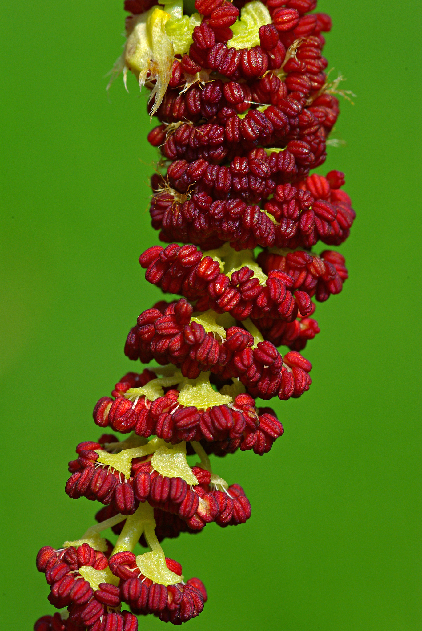 杨树和柳树传粉方式有什么不同