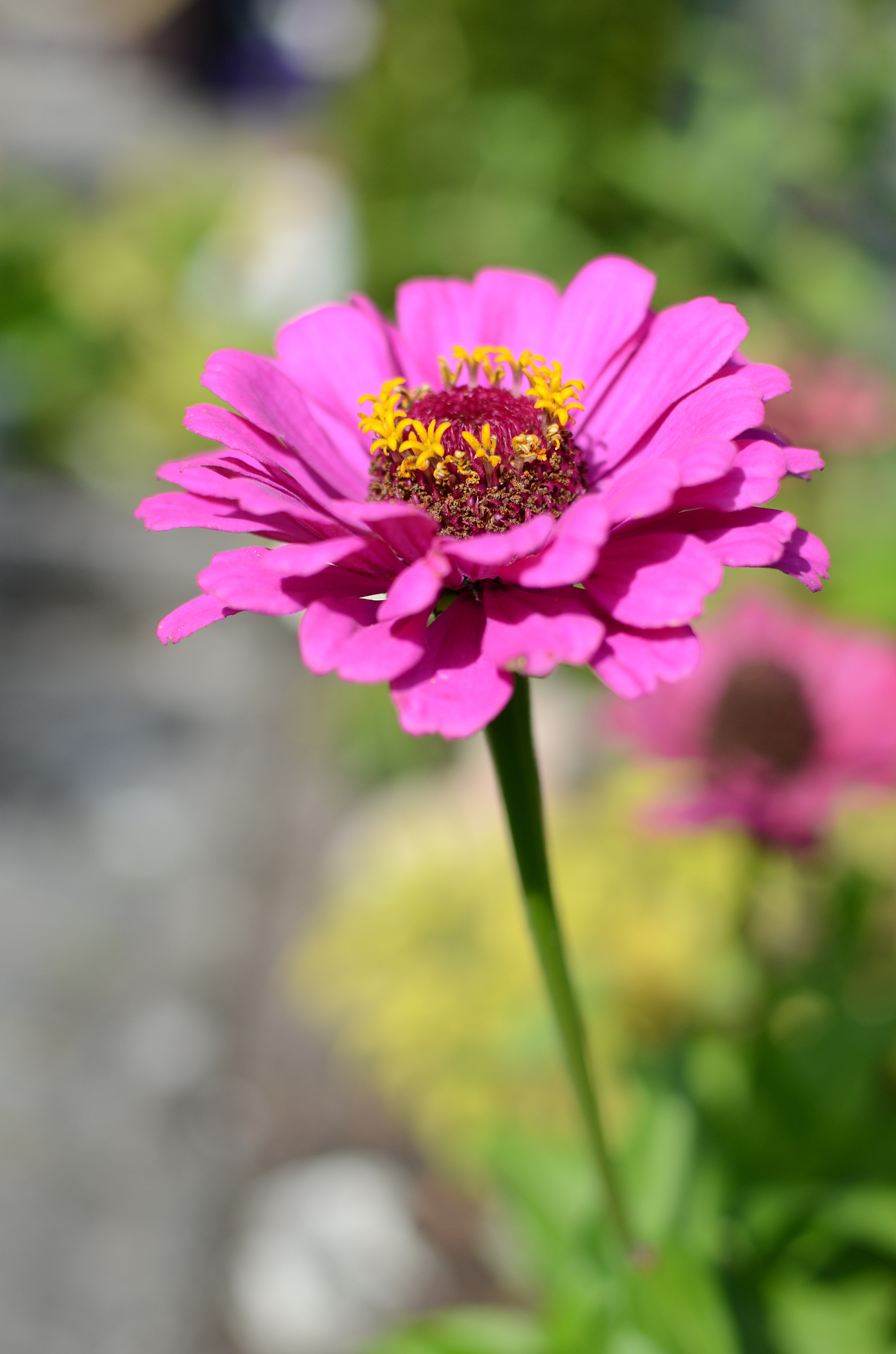 blüte einer zinie