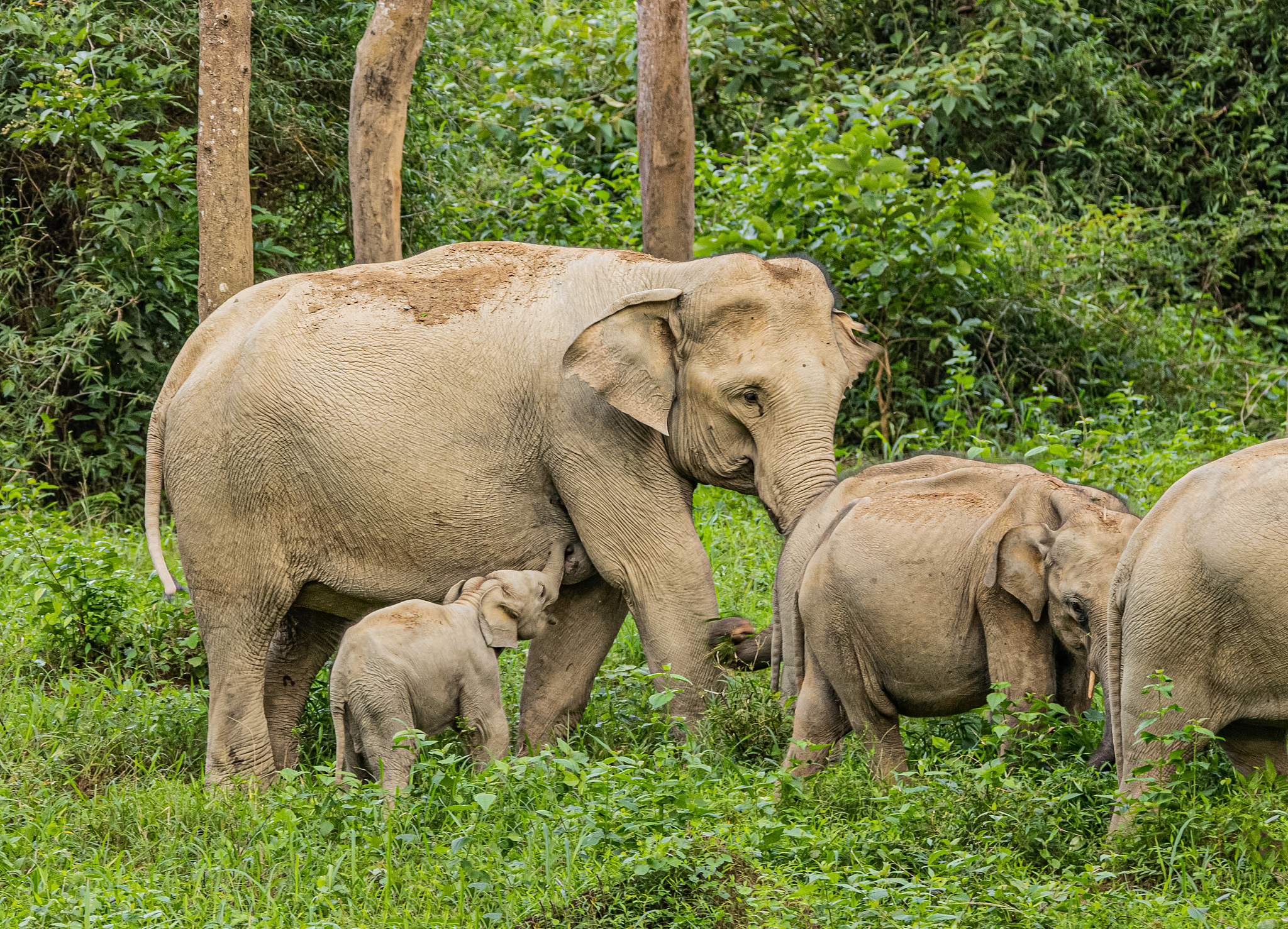 野生动物保护网站：重要性、意义与目标