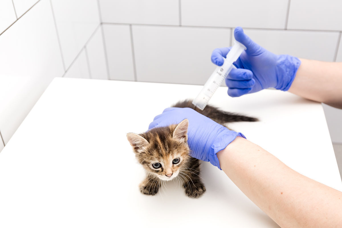 猫接种疫苗后呕吐红肿怎么办？| 专业兽医建议