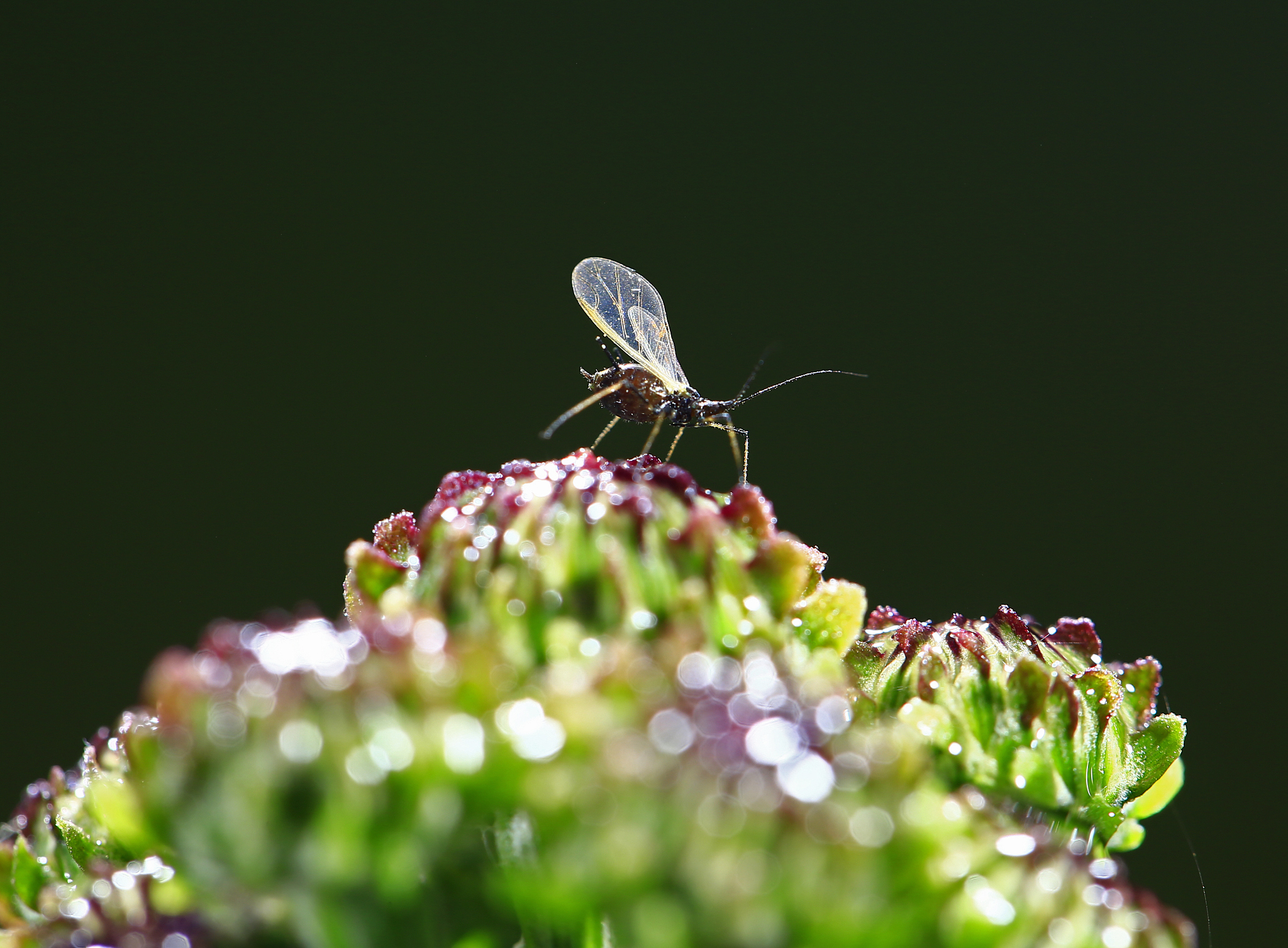 探讨害虫抗药性的产生机制和影响因素并提出相应的管理策略来延缓虫对农药的抗药性发展