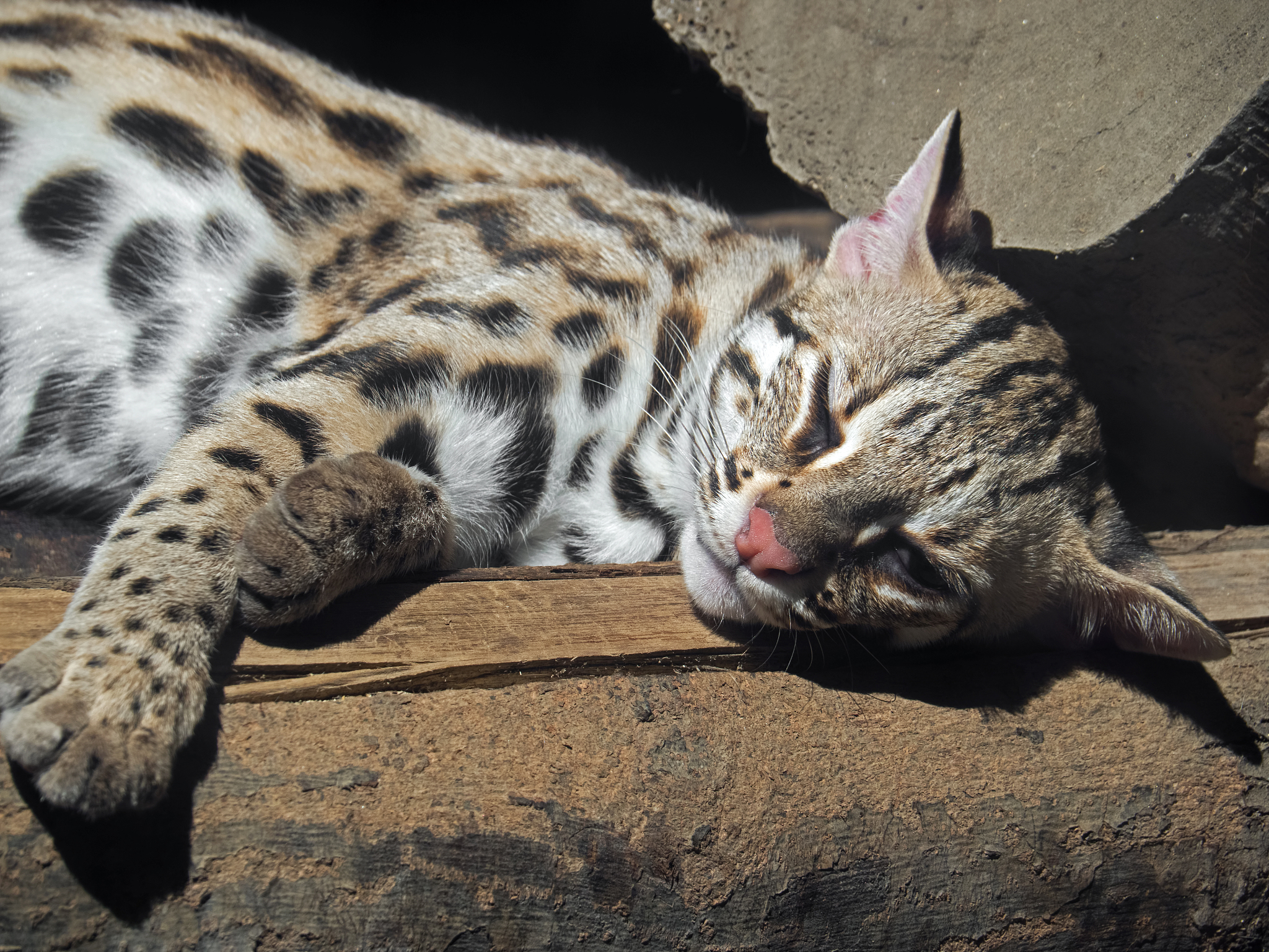 锈斑豹猫：世界上最小的猫科动物之一