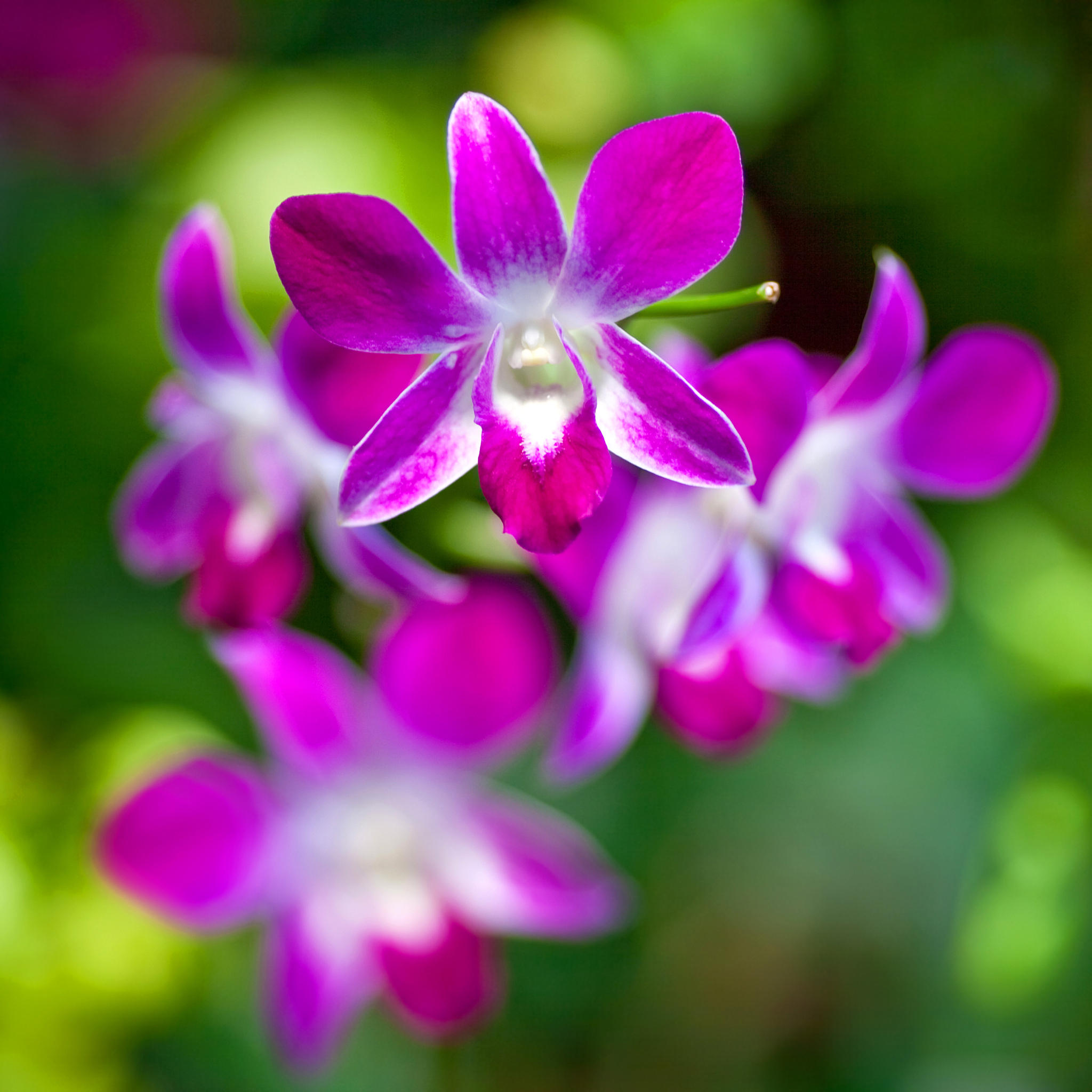 dendrobium orchid