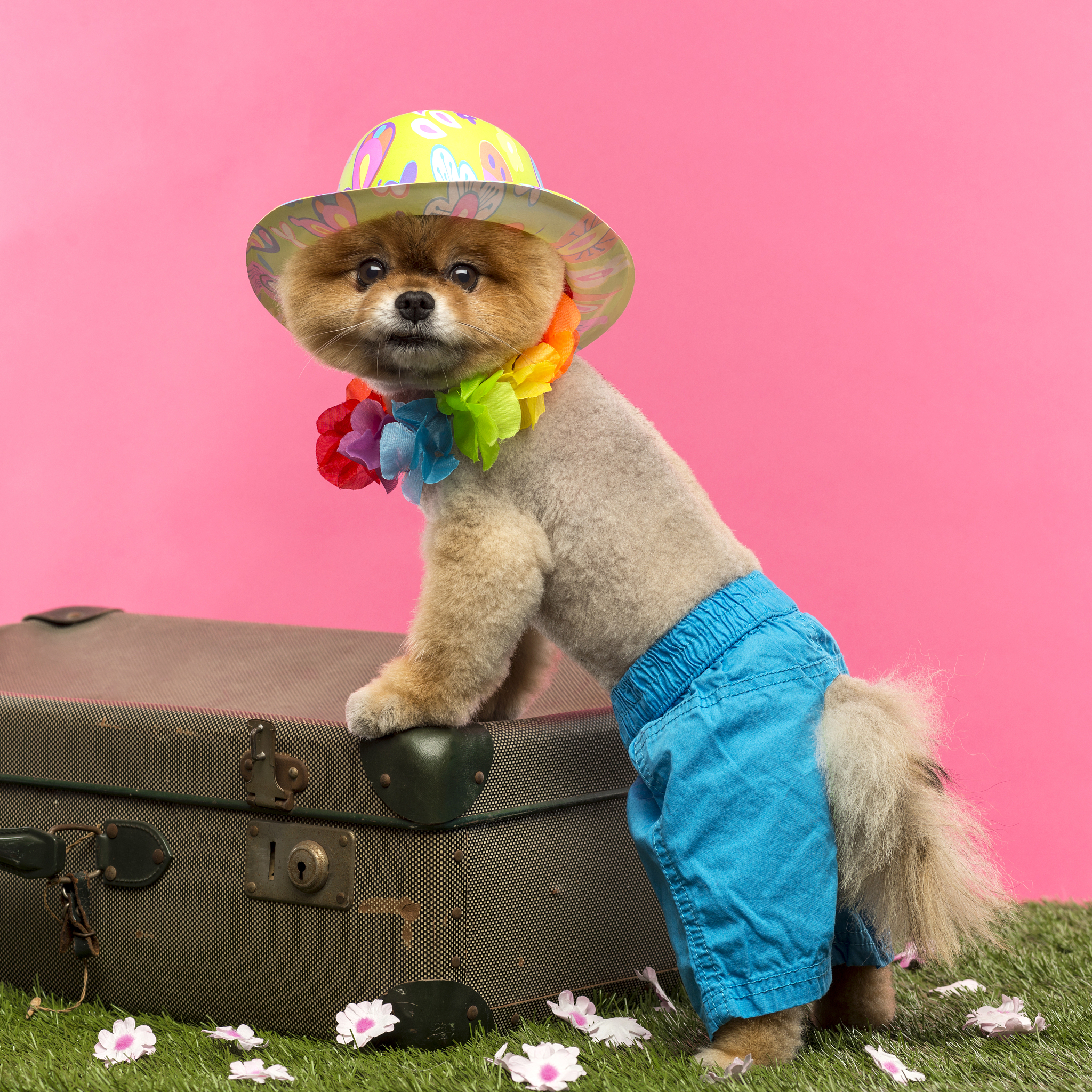 狗狗夏天需要穿衣服吗？宠物专家告诉你！