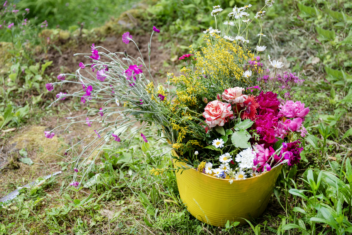 如何帮助姬小菊变得更加坚强自信