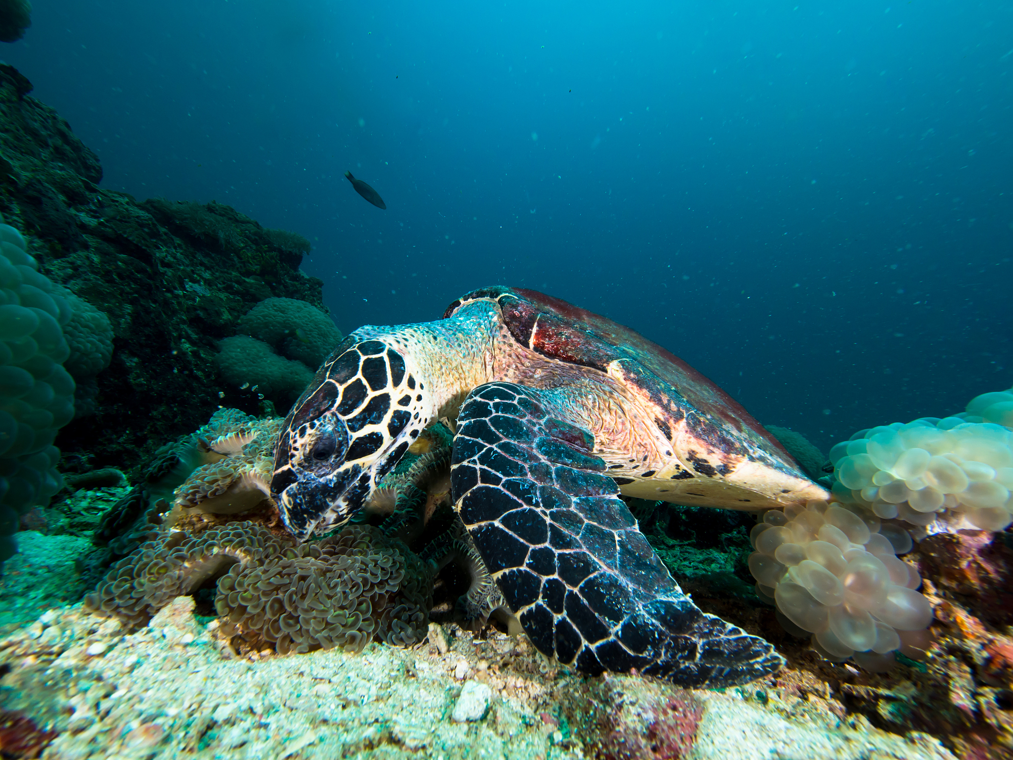turtle feeding on bubble coral