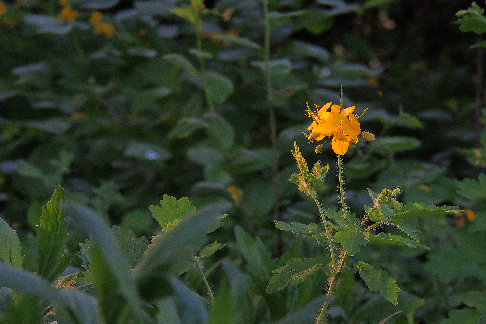 celandine. flowers celandine