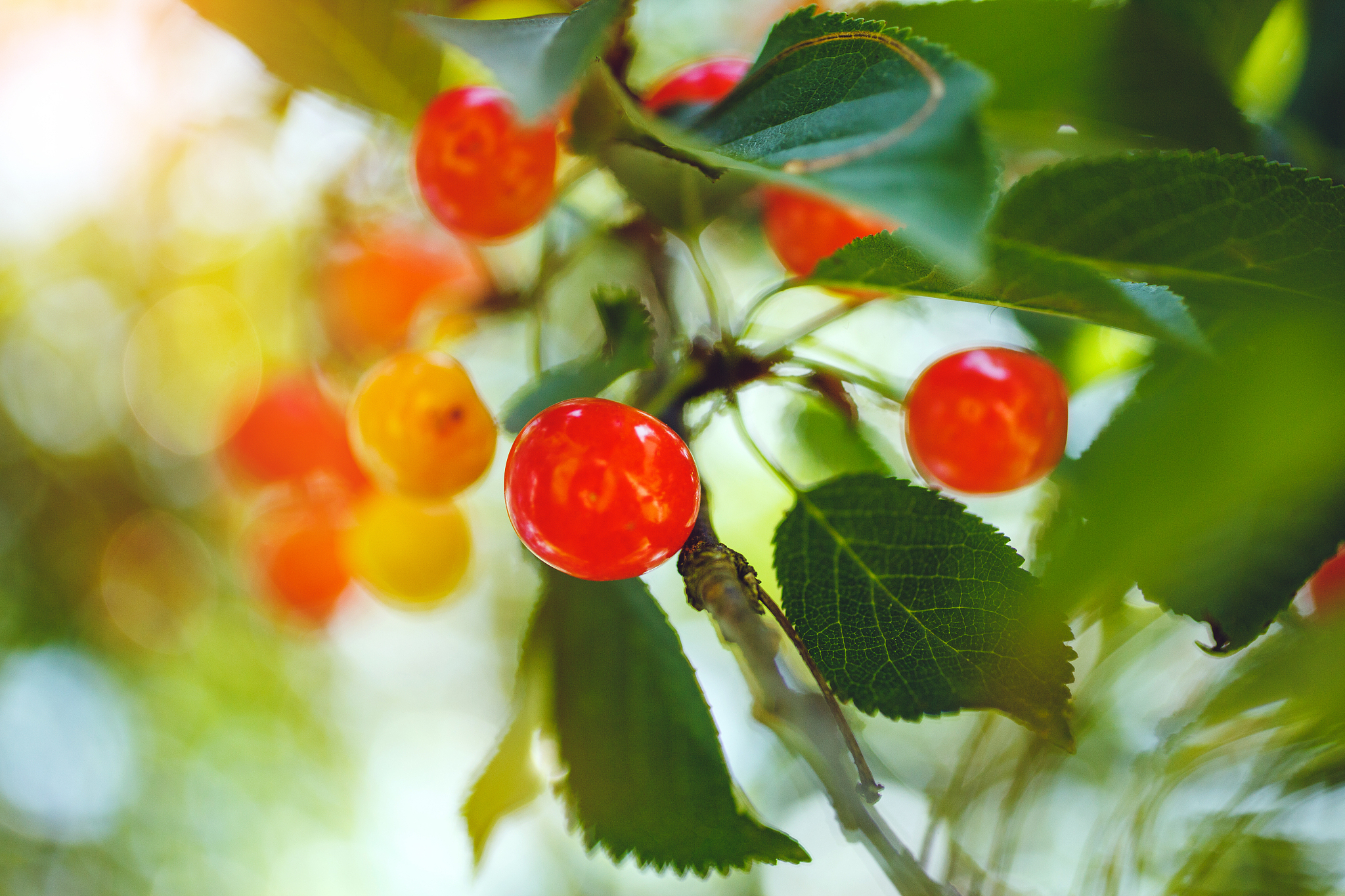 organic  cherries