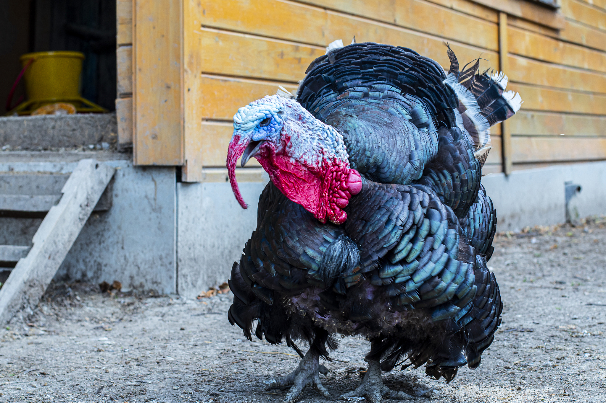 close up of a male turkey. meleagris gallopavo, blue and red hea