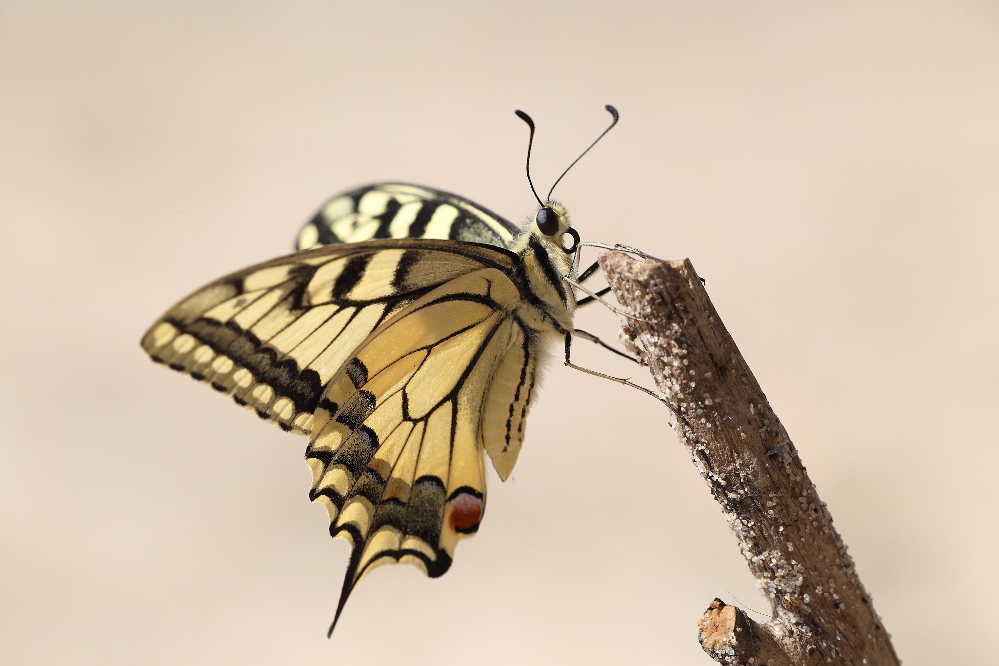 swallowtail butterfly