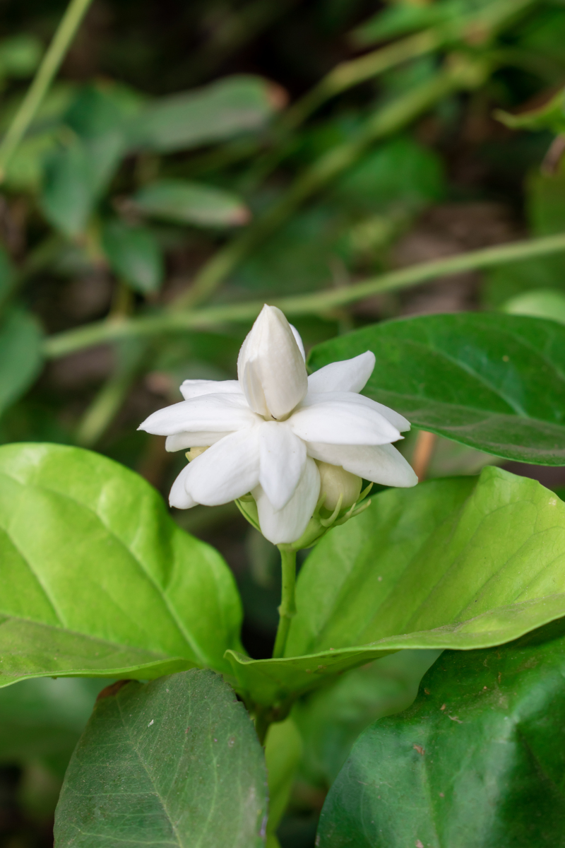 以下是关于美丽的茉莉花的一些特点和知识:1