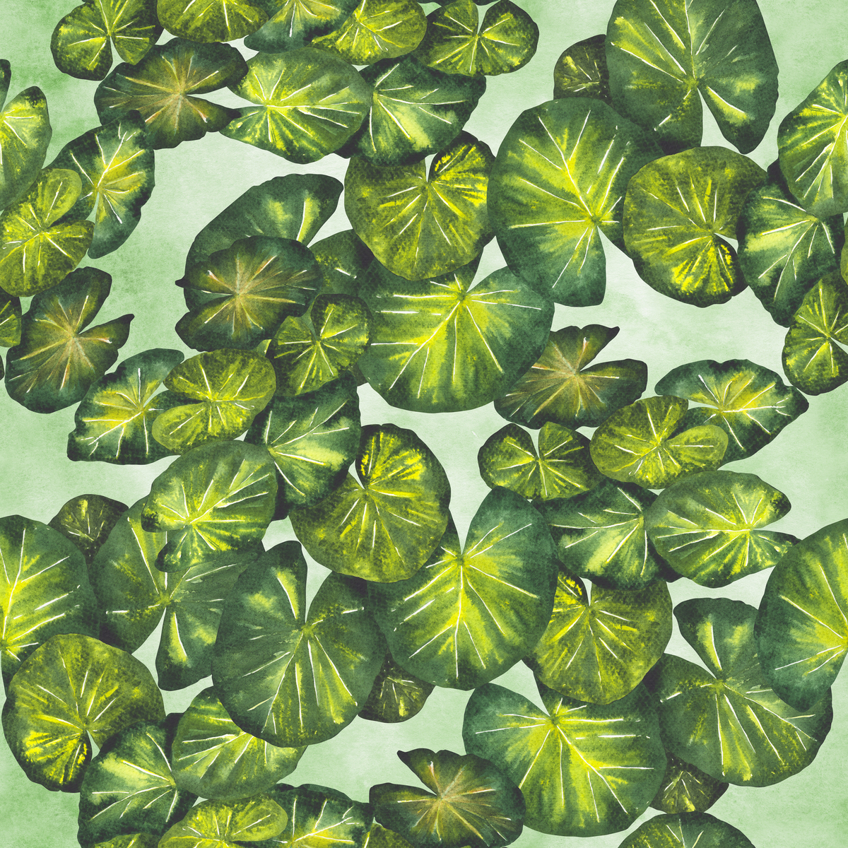 荷叶：水生植物，圆形叶子，防水功能