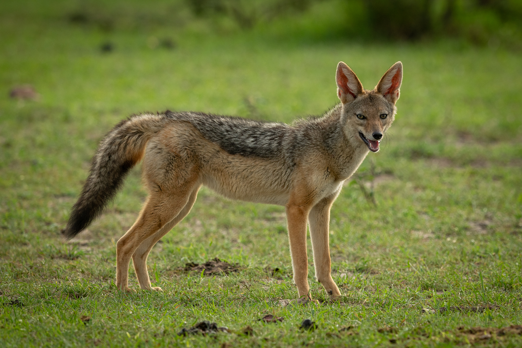 full length of jackal standing on land