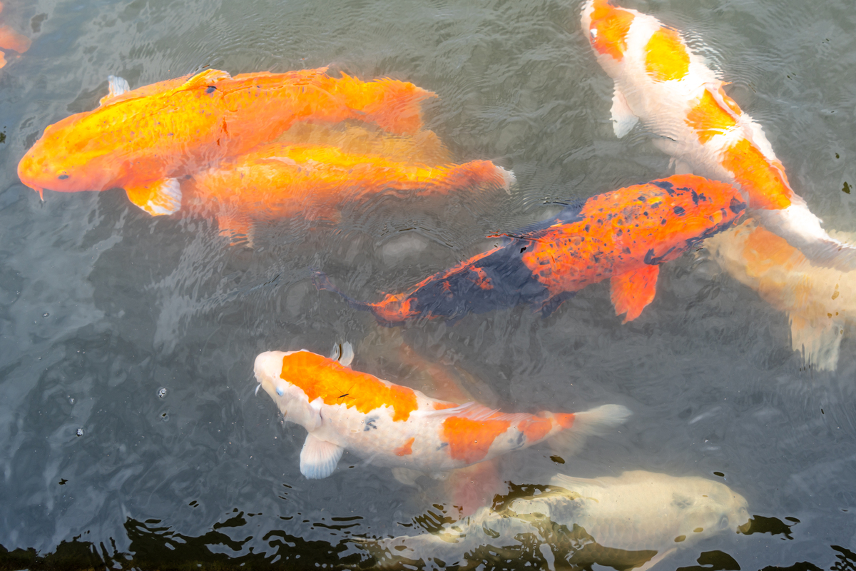 锦鲤玩家分布国家：中国、日本、韩国、台湾