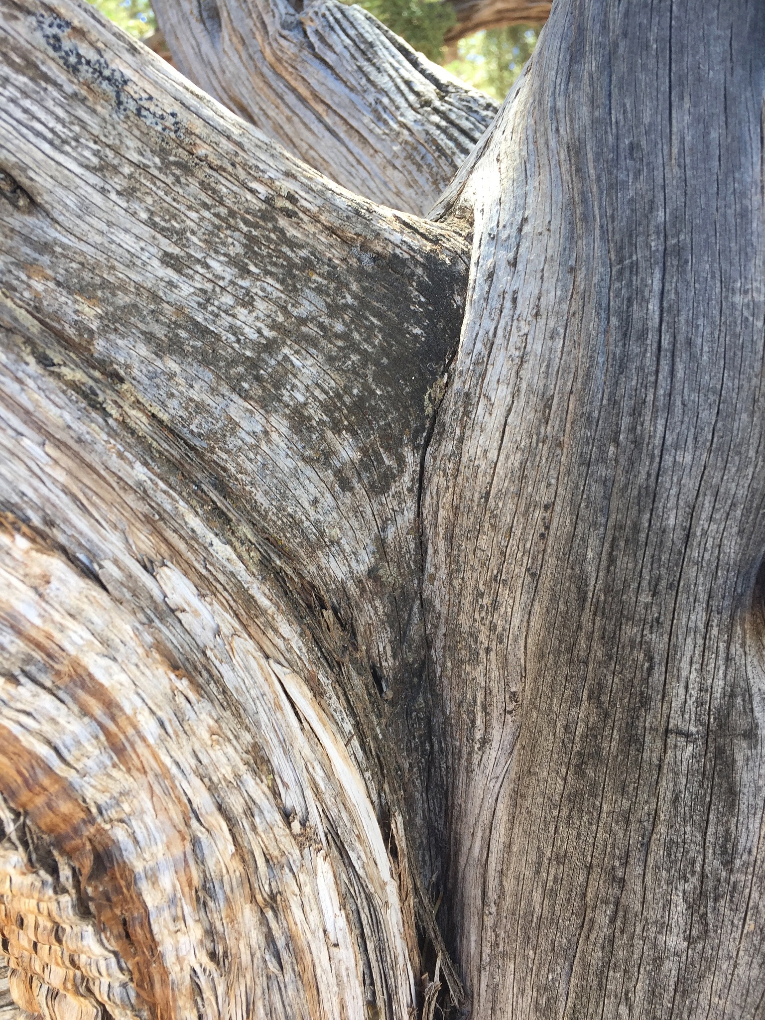 请用100字描述九寨沟树木沉积到湖底的景象