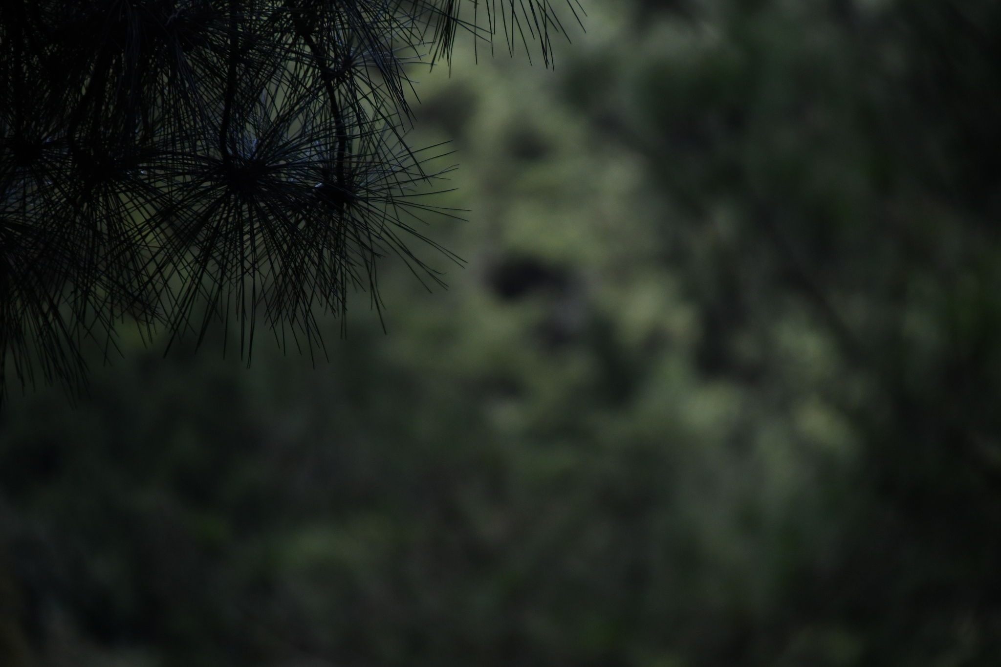 一只猫想去太空睡前故事10000字