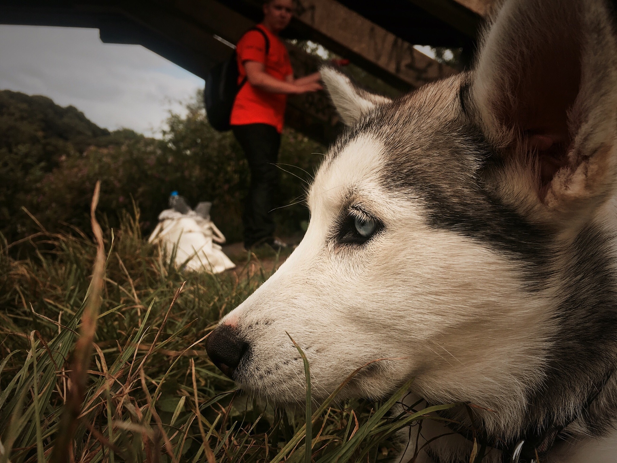 狗仗人势指什么动物，
