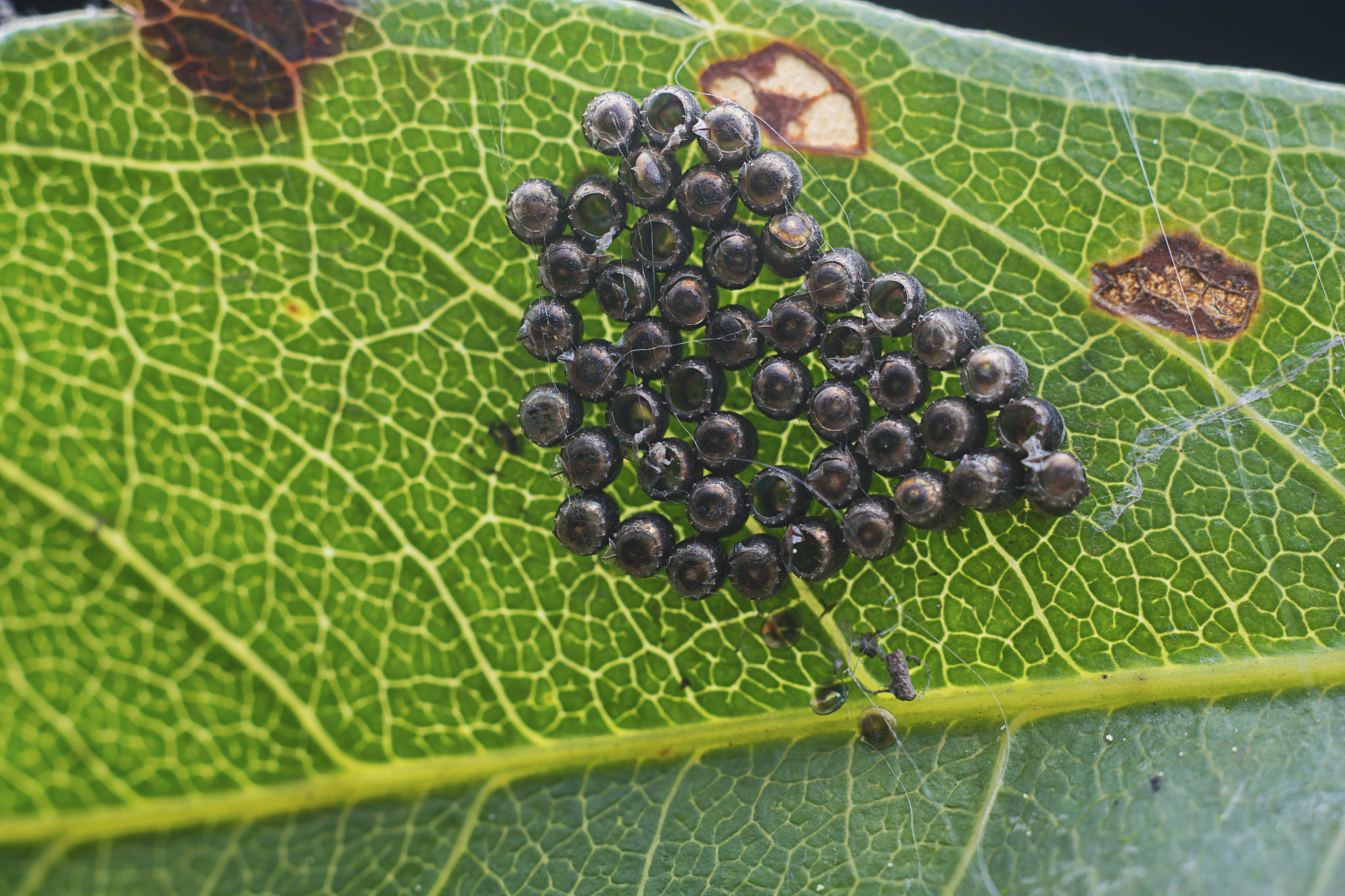 生桑螵蛸和熟生螵蛸区别