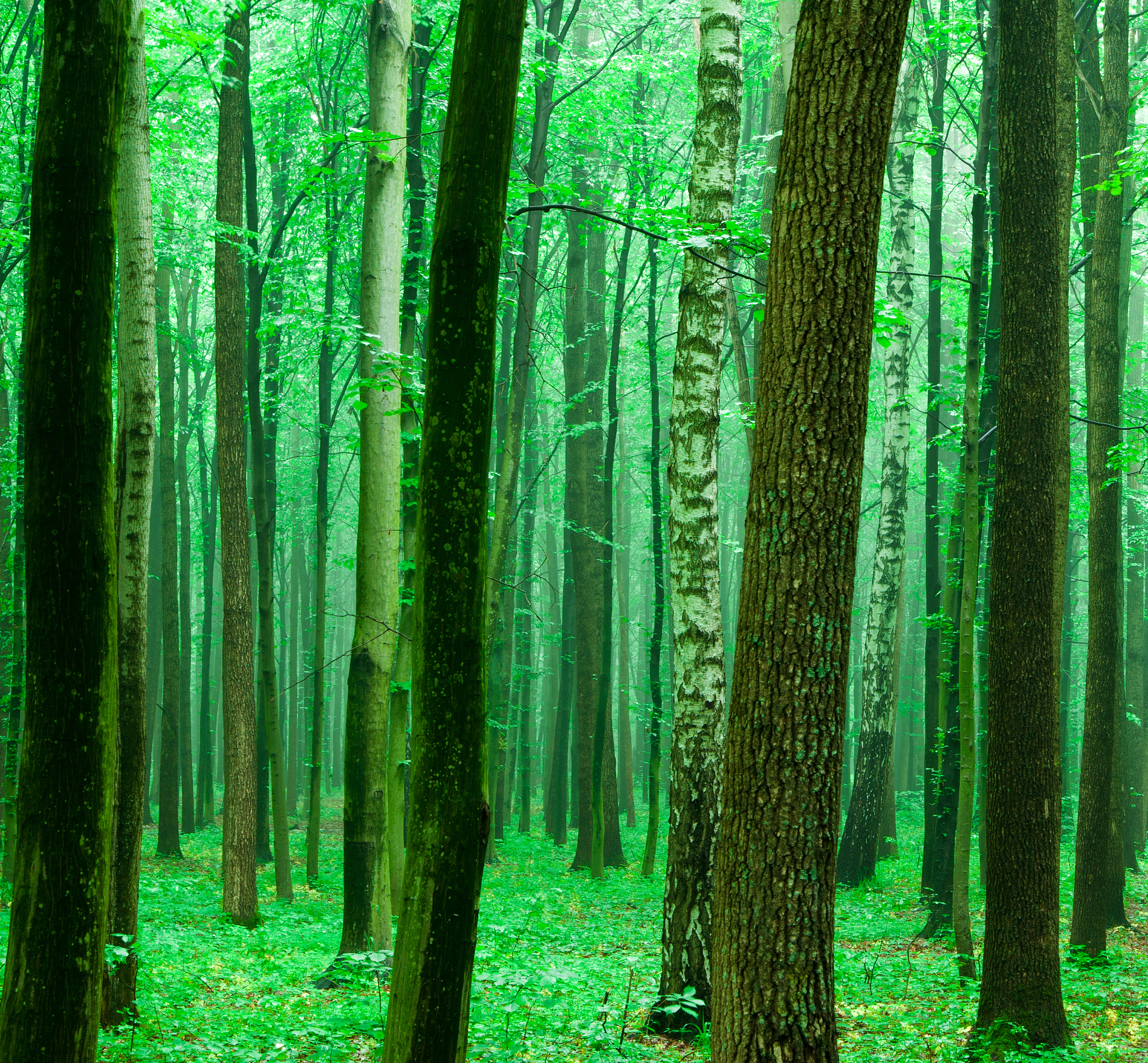 近几年在政策的扶持下我国的森林吸收二氧化碳量有什么增长请给我每年的确切数据