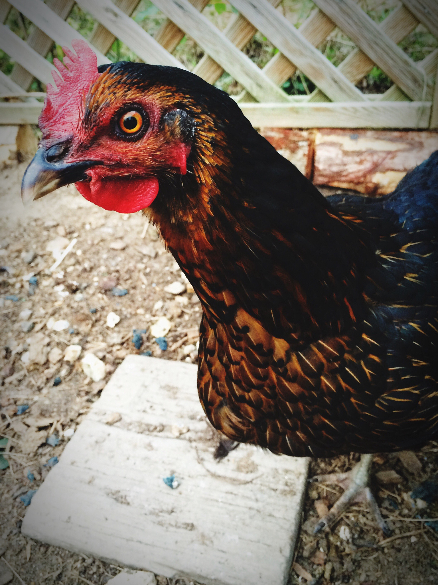close-up of chicken