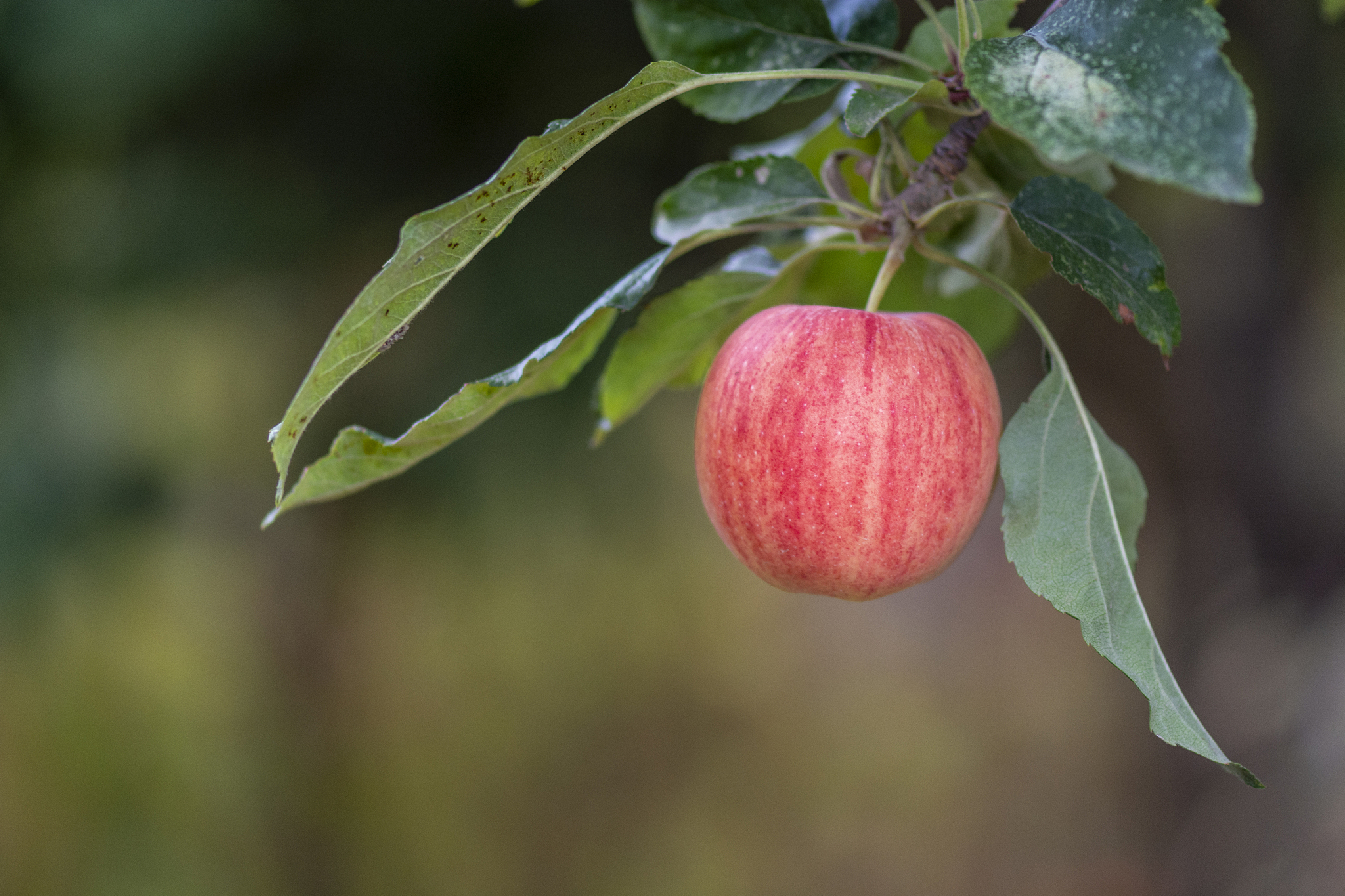 apple