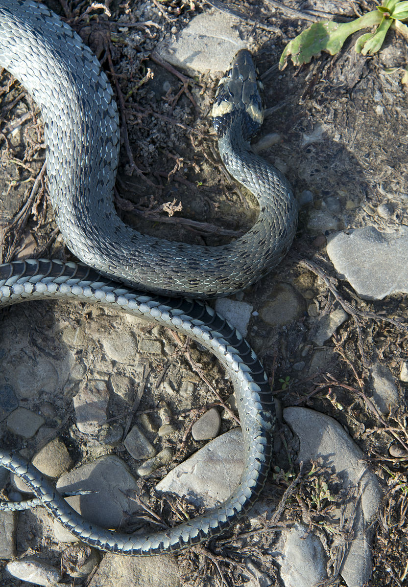 🐍🐍小蛇科学实验指南：探索蛇类世界的奥秘🐍🐍