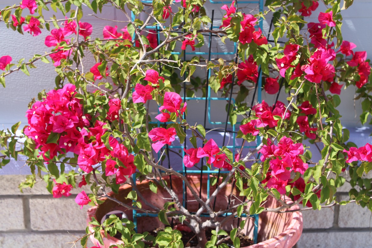 三角梅盆栽苗爬藤庭院花四季开花老桩苗批发新品种三角梅树苗老桩新品种重瓣阳台爬藤植物四季开花盆栽三角梅老桩苗盆栽花卉植物树苗四季阳台开花带花爬藤以上三条标题进行拆解做重新生成10条标题