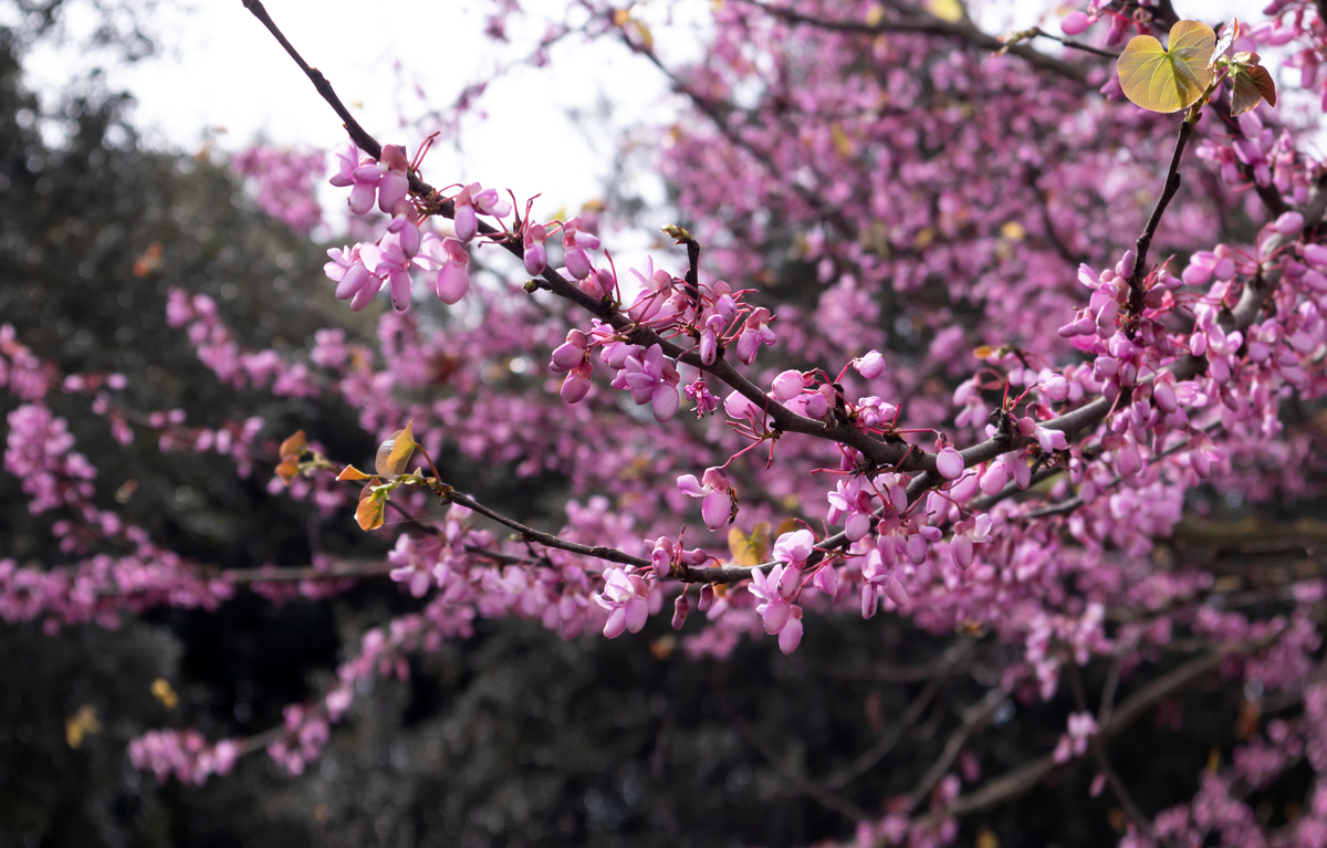 杏花和桃花的区别：外观、生长环境、开花时间、营养价值