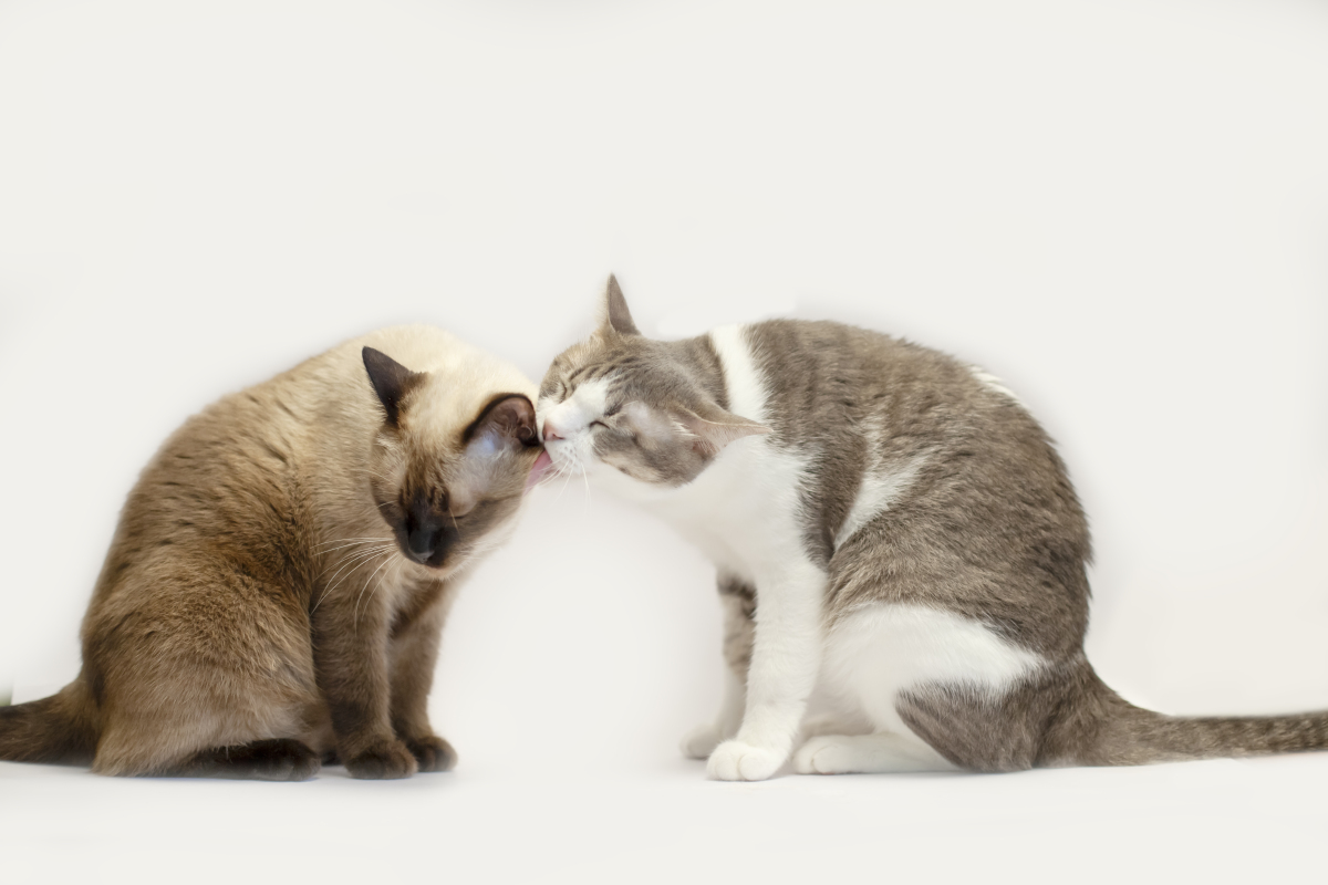 被和谐猫图片