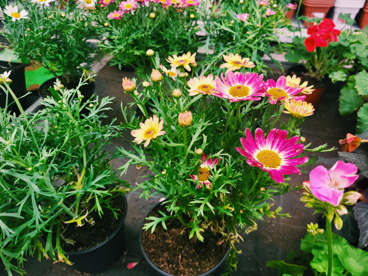 太阳花种植方法和时间需要注意什么400字描述