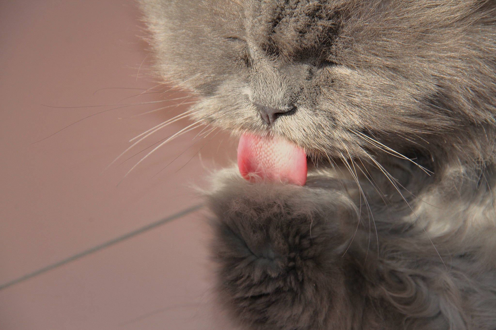 一、介绍猫应激引起的下泌尿道综合征的背景和意义 11 下泌尿道综合征的定义和病因 12 猫应激与下泌尿道综合征的关系 13 诊断和治疗的重要性根据以上大纲扩展描述字数2000字11 下泌尿道综合征的定义和病因下泌尿道综合征FLUTD是一种常见的猫病它是指猫出现尿频、尿急、尿痛、血尿等症状但没有感染的证据。FLUTD的病因复杂可能与多种因素有关包括营养不良、缺水、缺乏锻炼、环境改变