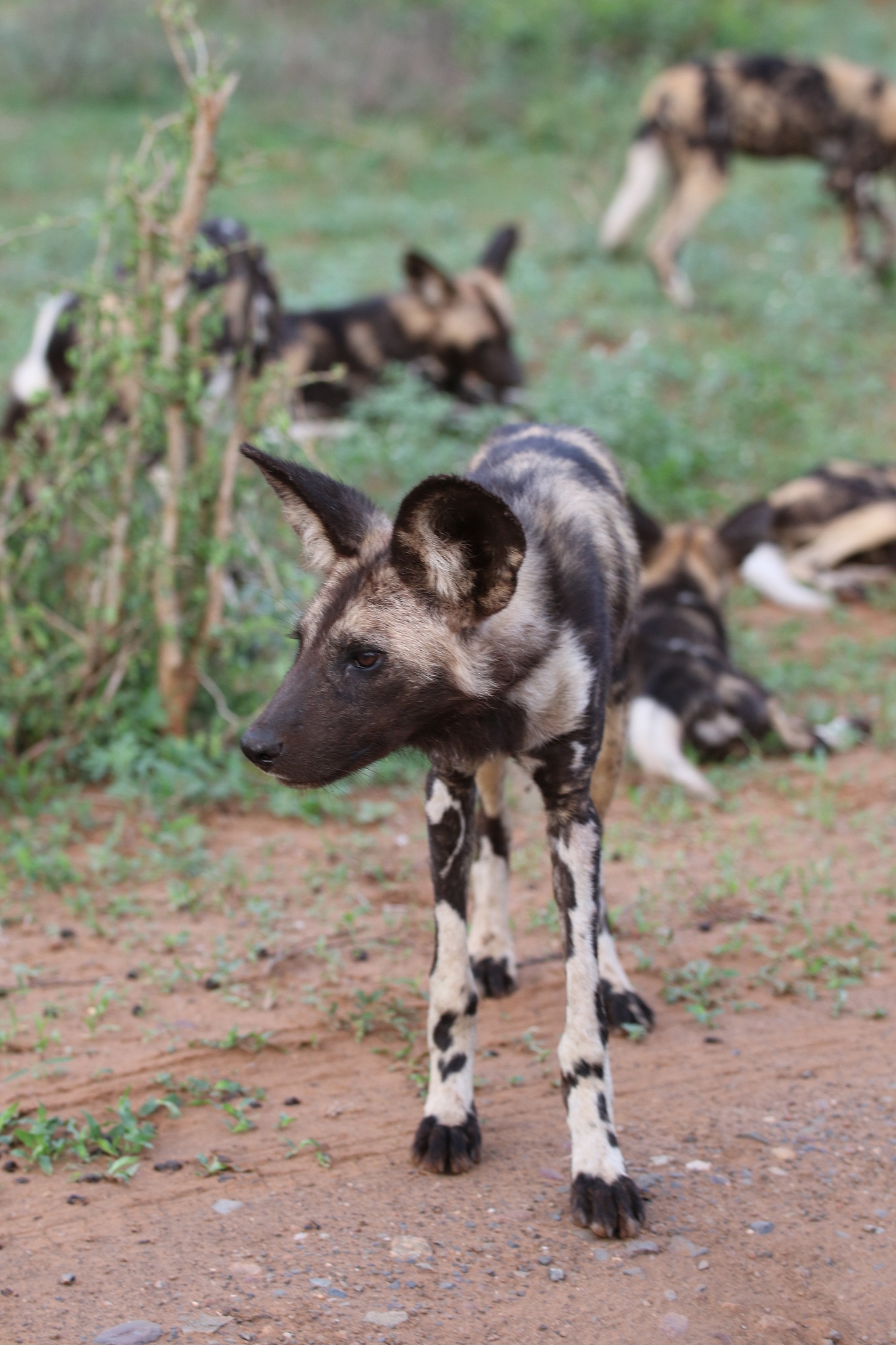 a very rare endangered african wild dog