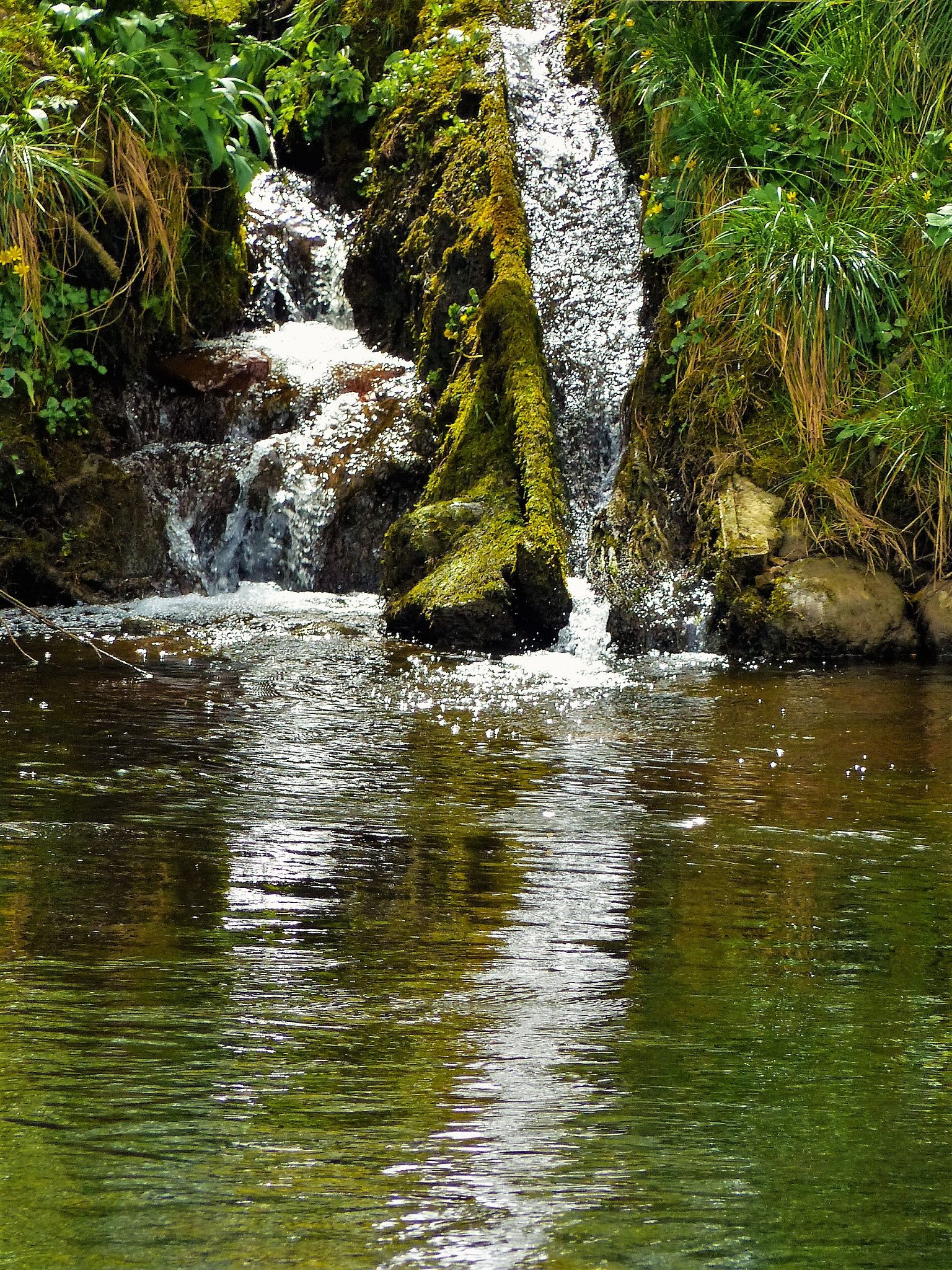 river flowing through forest
