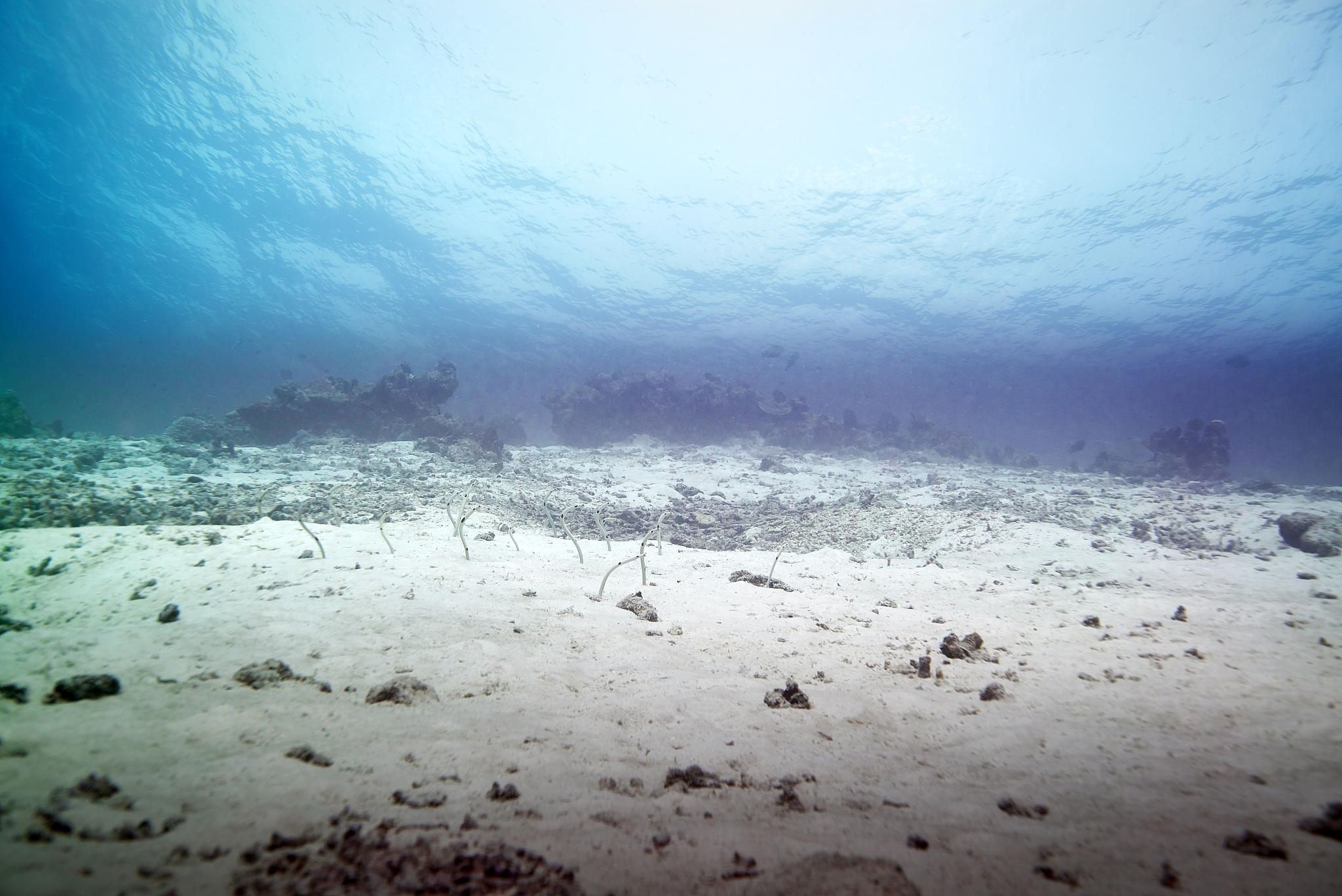 深海沉积物中不同区域的甲烷、硫酸盐、硫化氢、铵根离子和DIC浓度分析