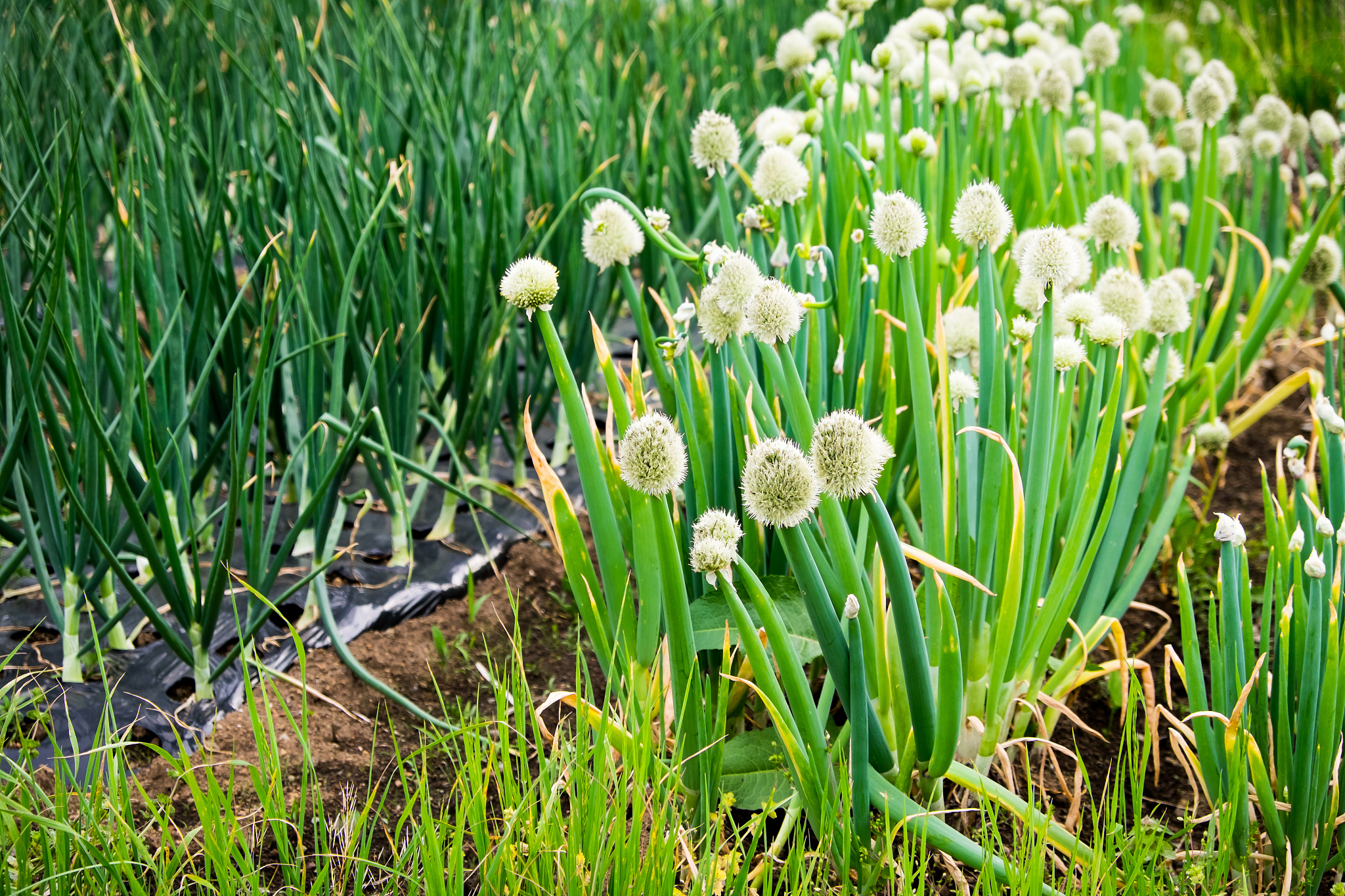 <strong>葱属</strong>植物花,菜园,马尔凯大区,韭,美,葱,水平画幅,泥土,夏天,特写