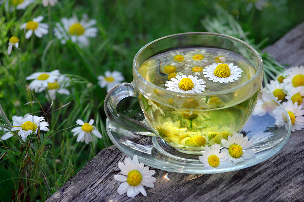 菊花茶伤胃吗,有什么作用，