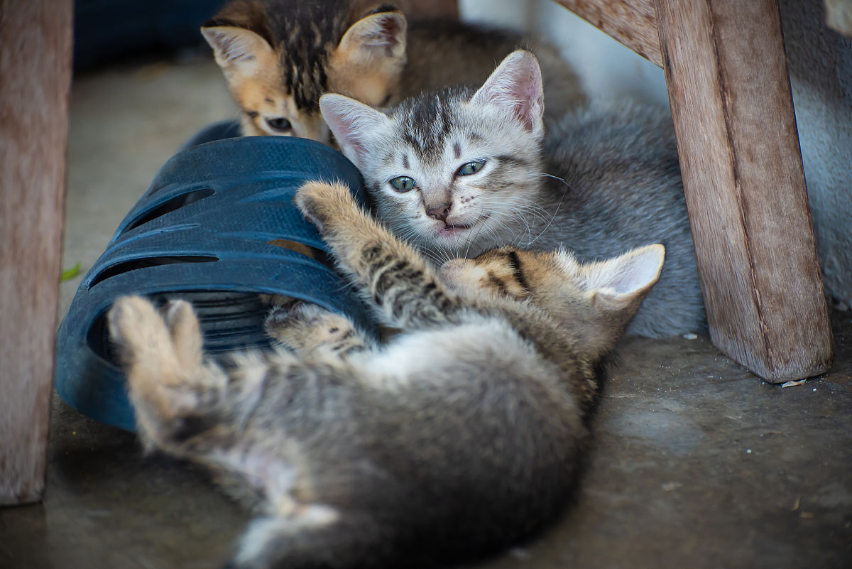 肇庆市三只松鼠仓库管理优化问题研究目的