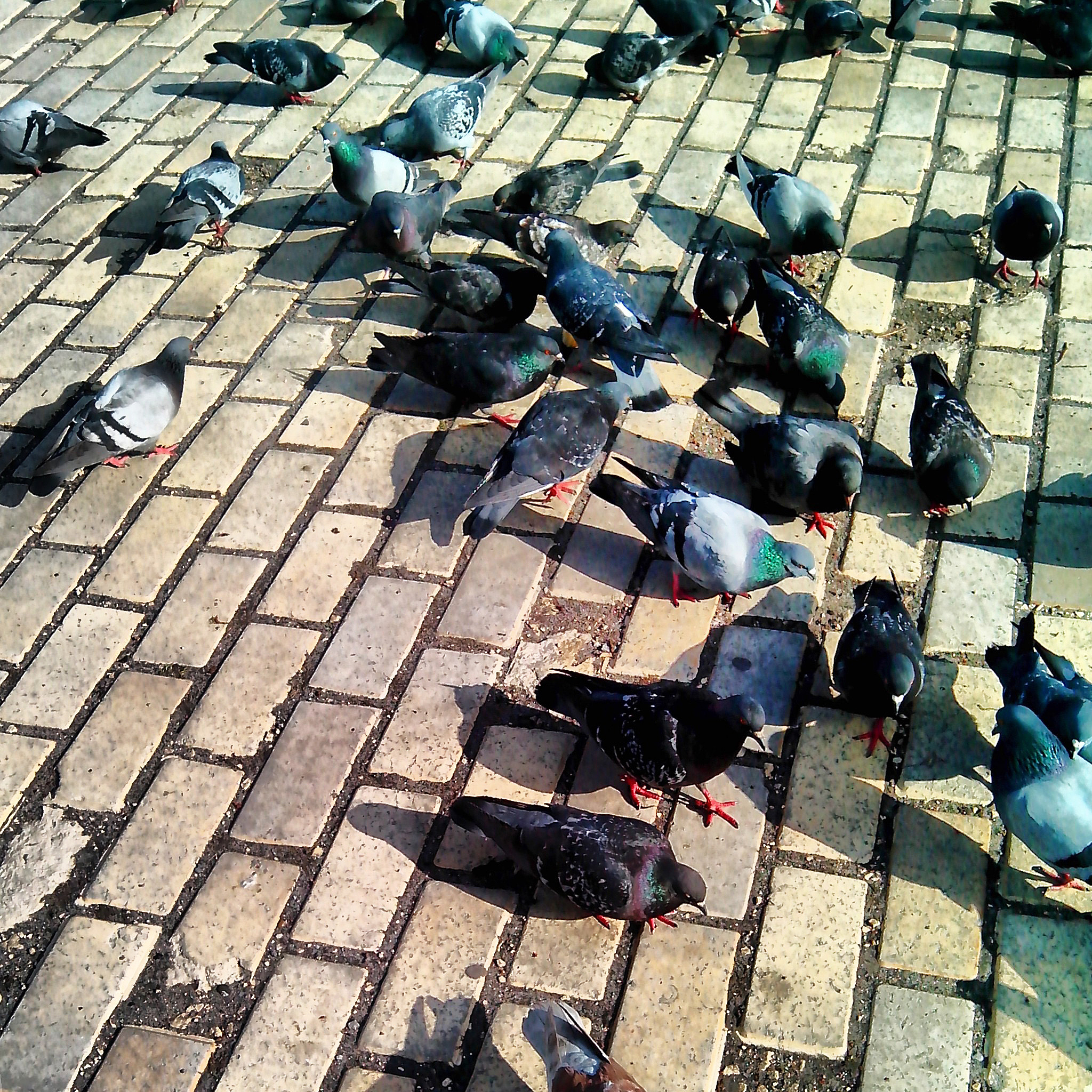 吃什么飞禽不违法？法律规定一览