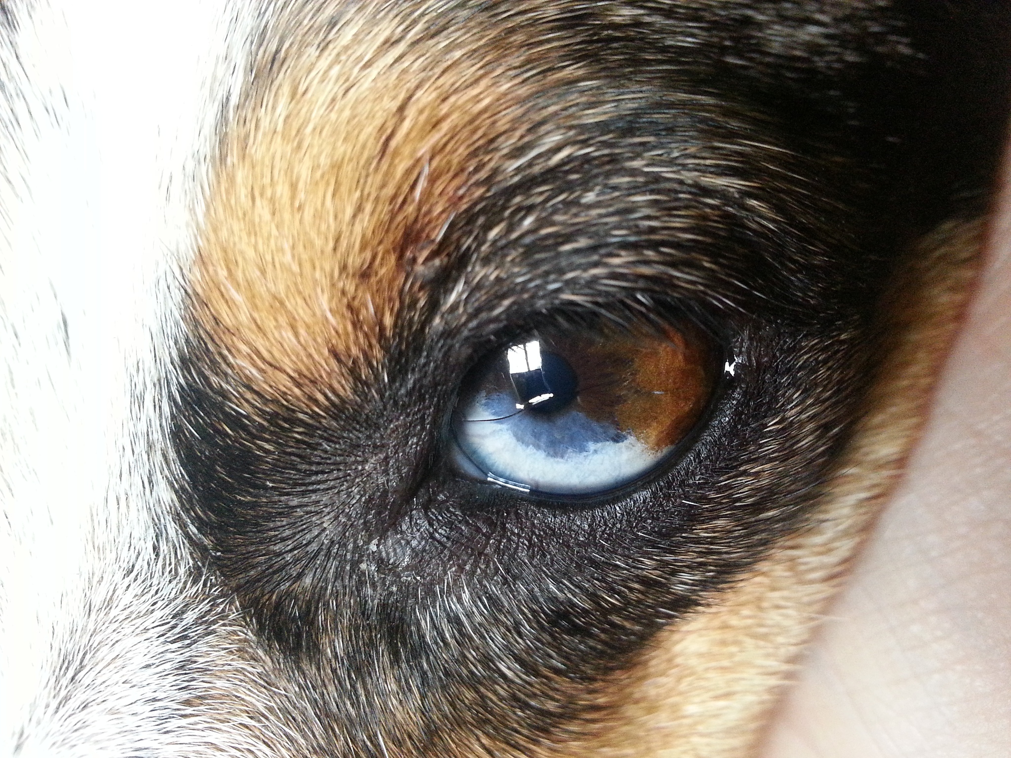 eye
