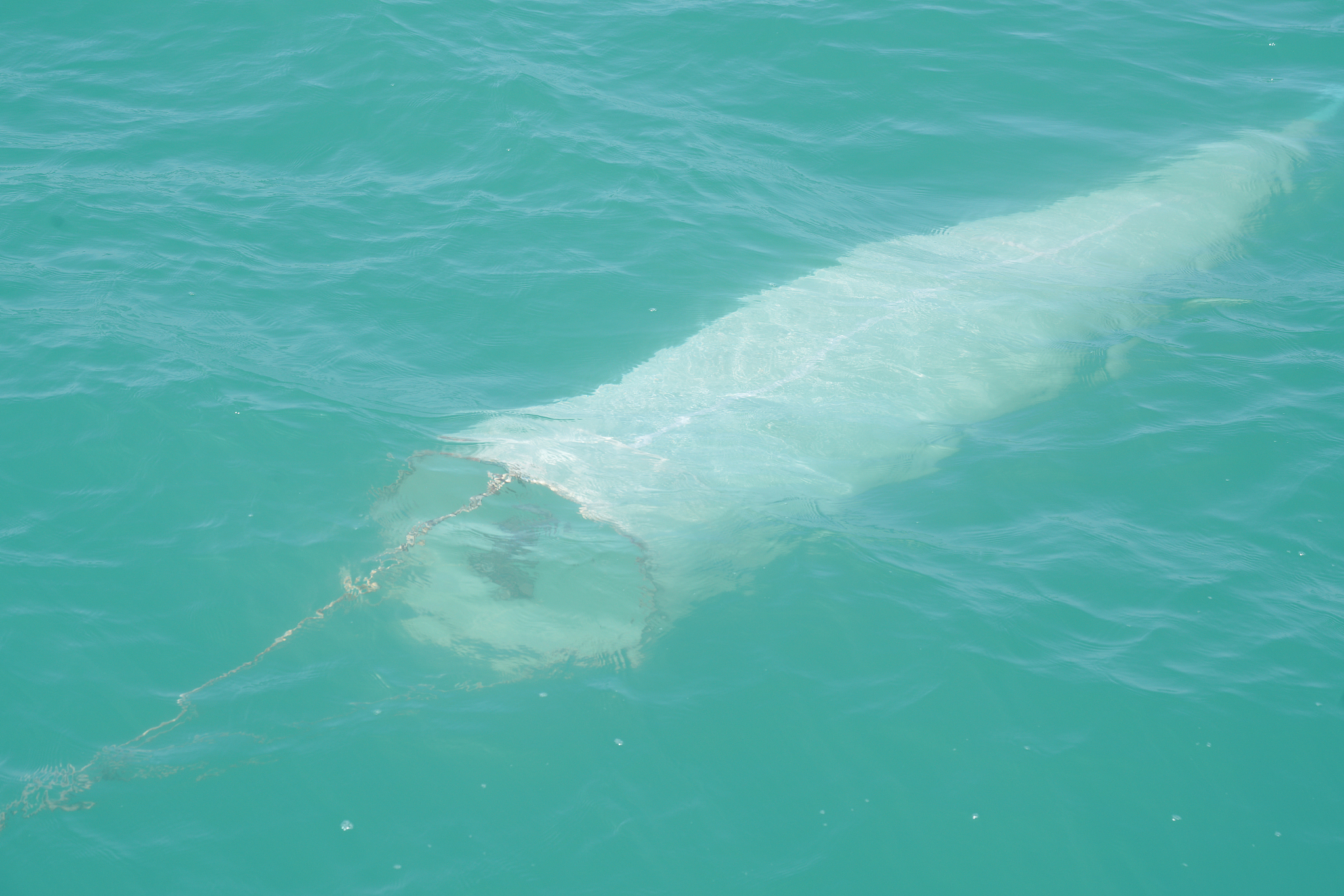 简述指示生物的定义基本特征及指示指标。