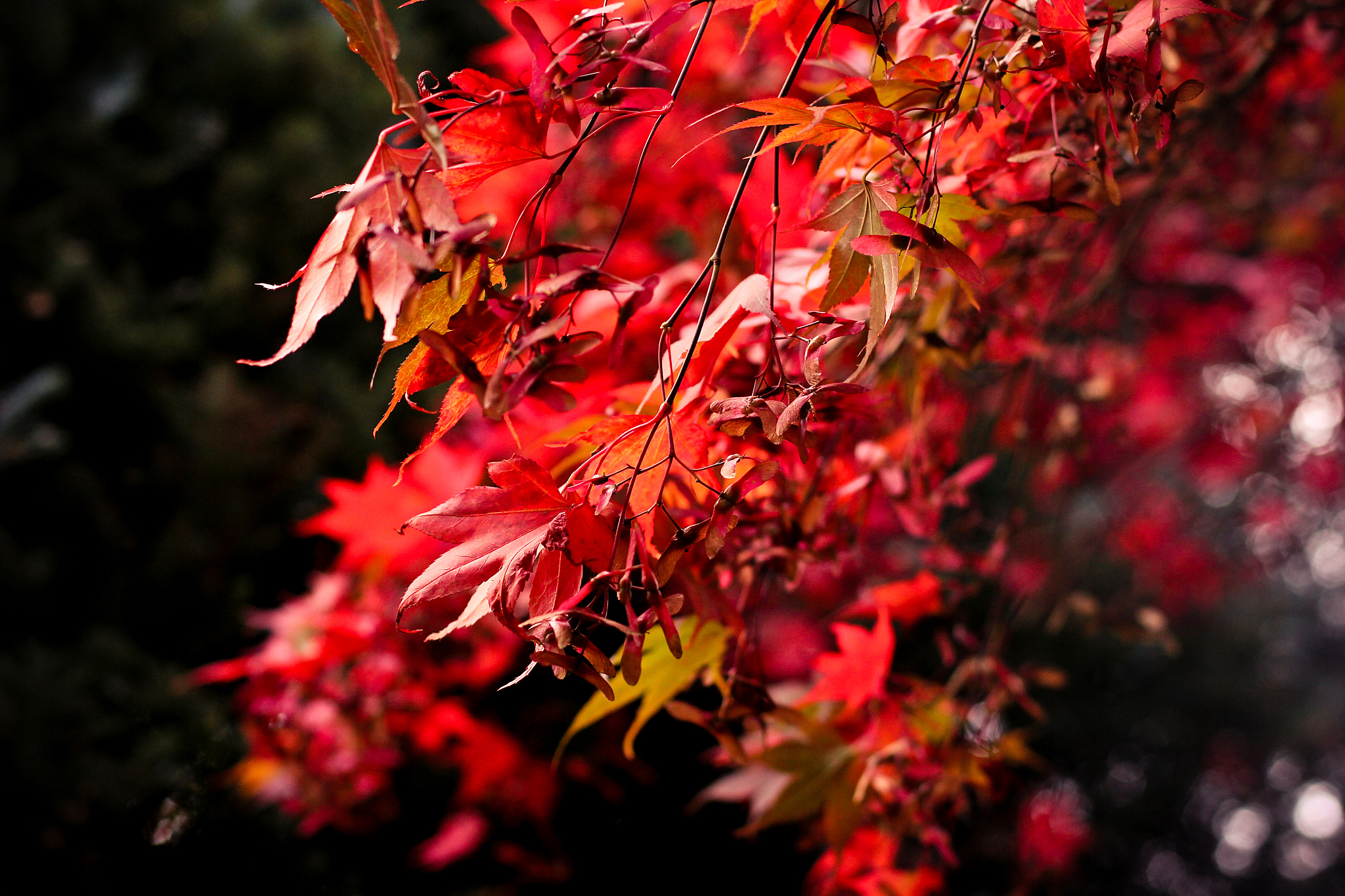 autumn at winkworth arboretum